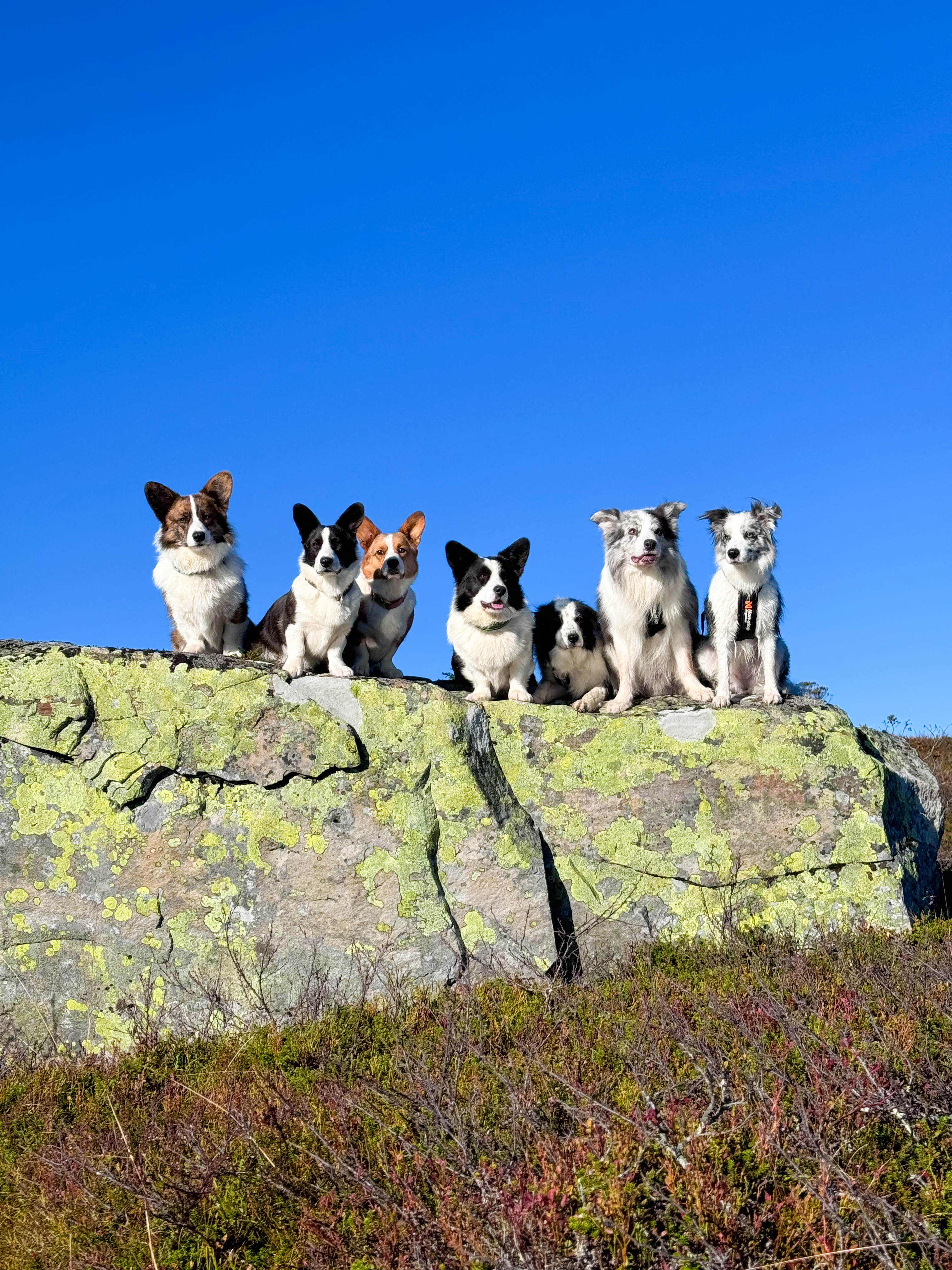 HenniHenka's HenniHenka's