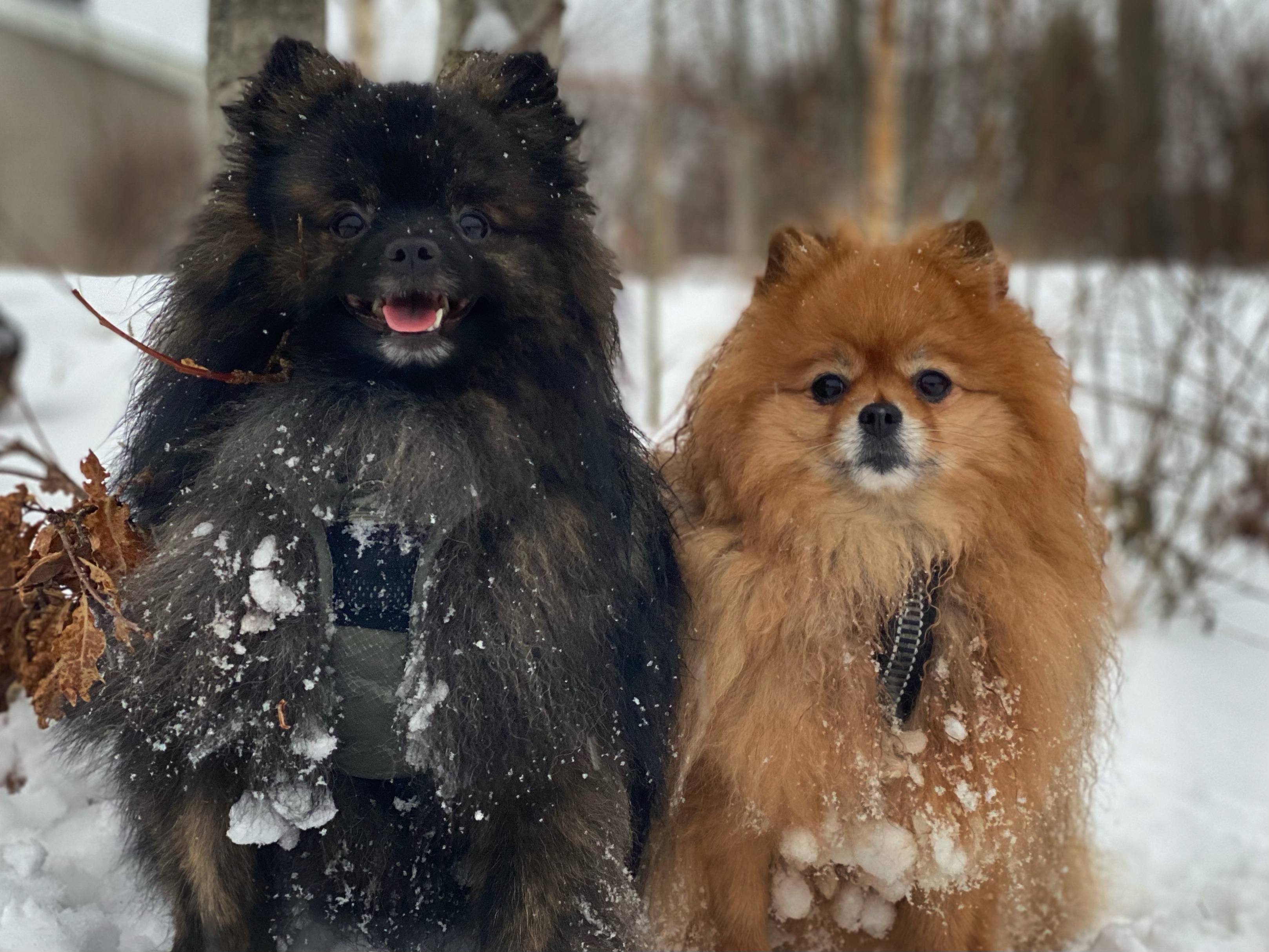 Celine Rosland Celine Rosland