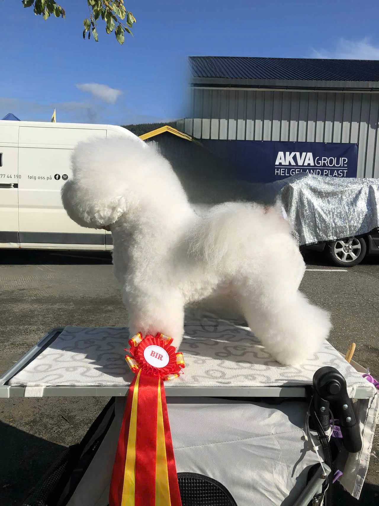 Petit Ami’s Wild Bill