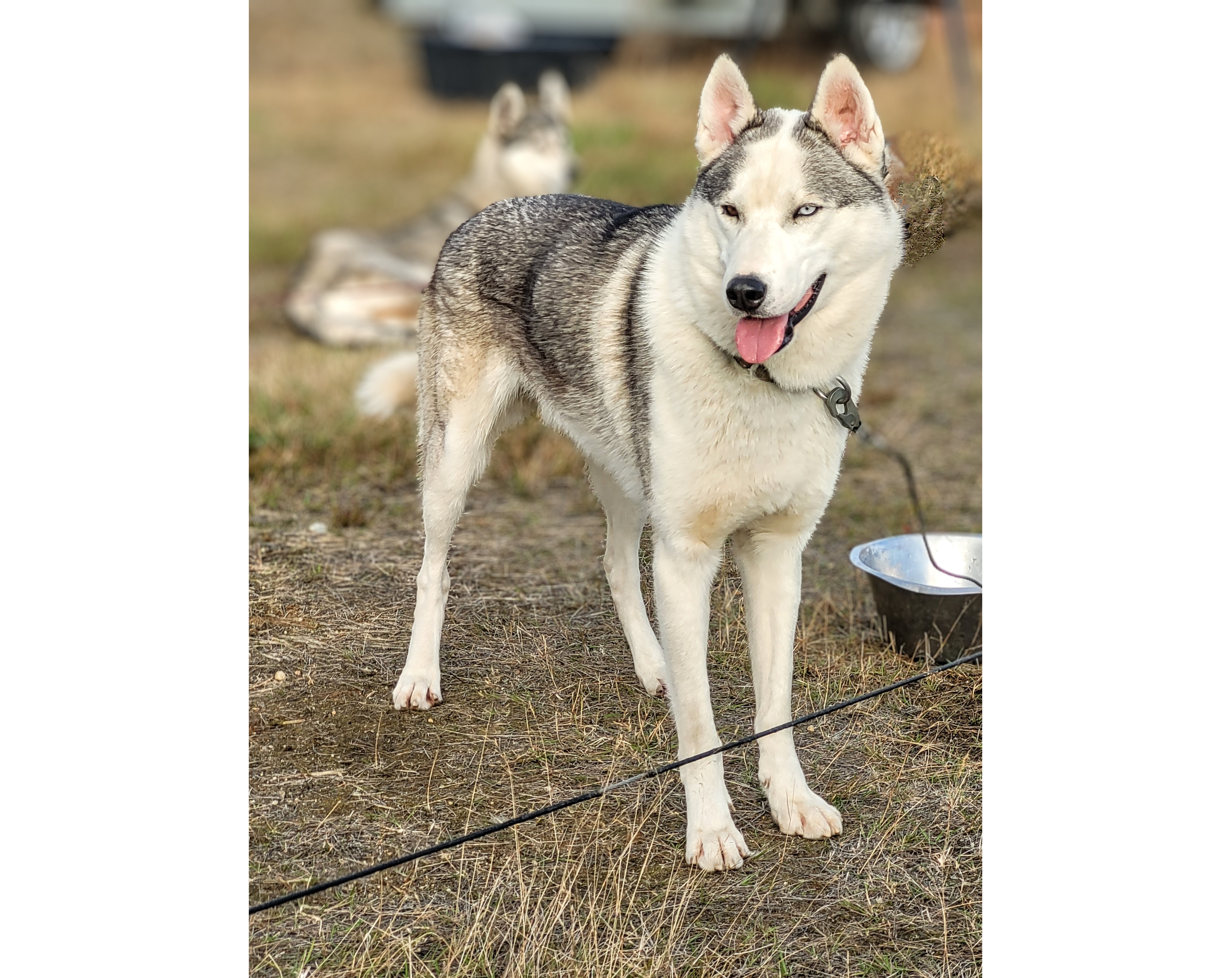 NTCH Bjørgaskogens IA Butler