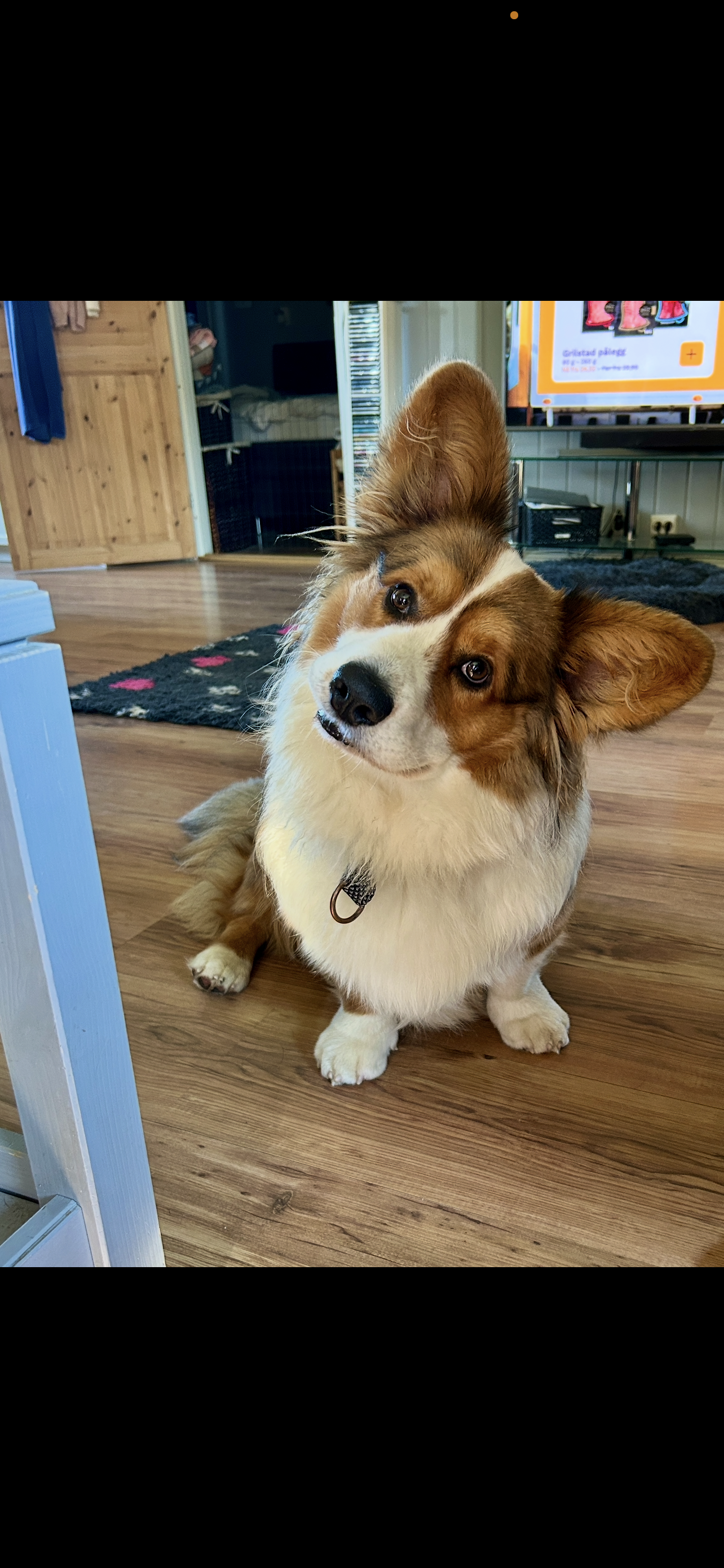 Spydebergspoten’s Buck 