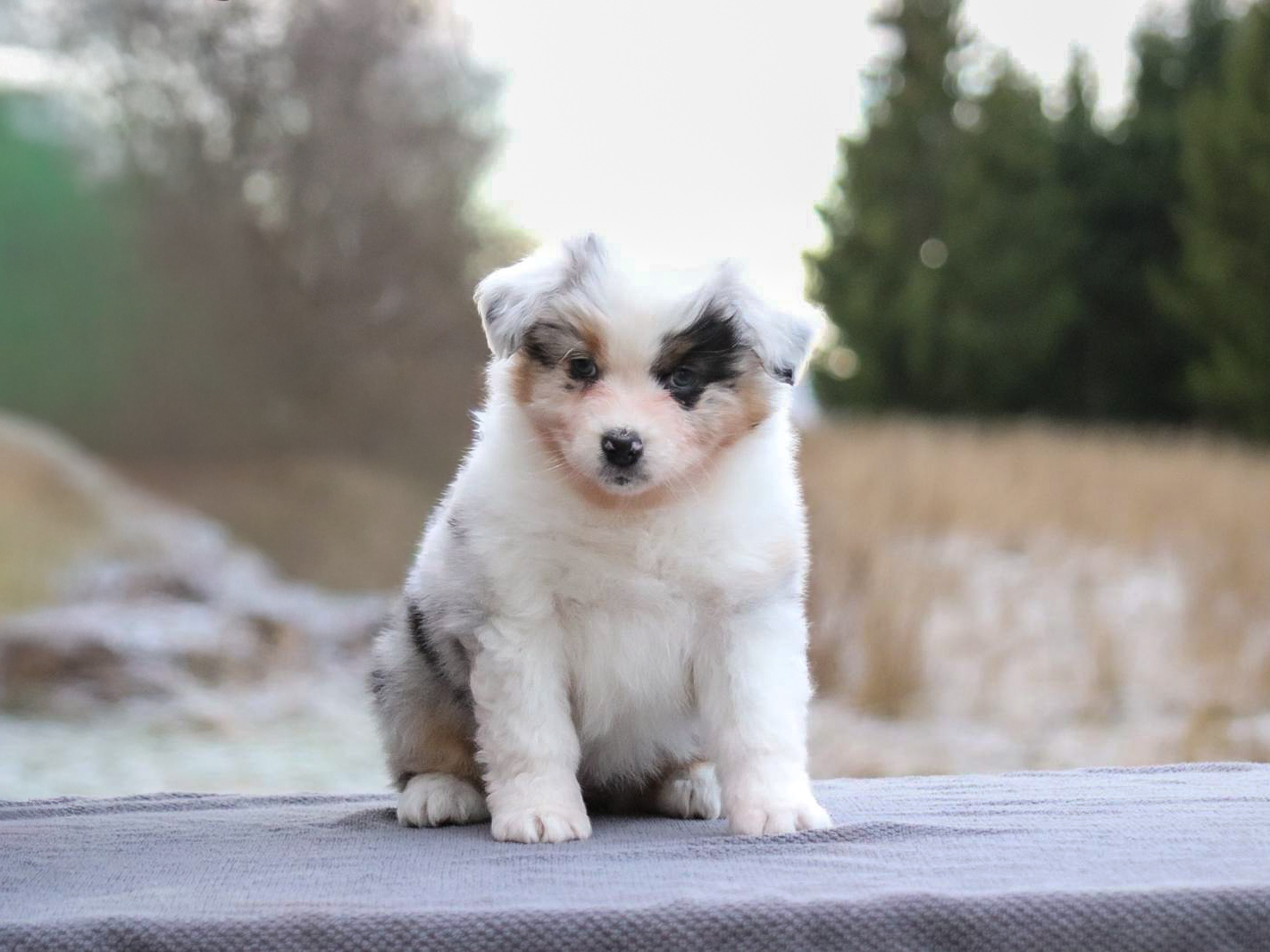 Celestial Herd's This is The Way Celestial Herd's This is The Way