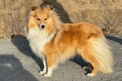 Mellsjøhøgda's Magic Speciality