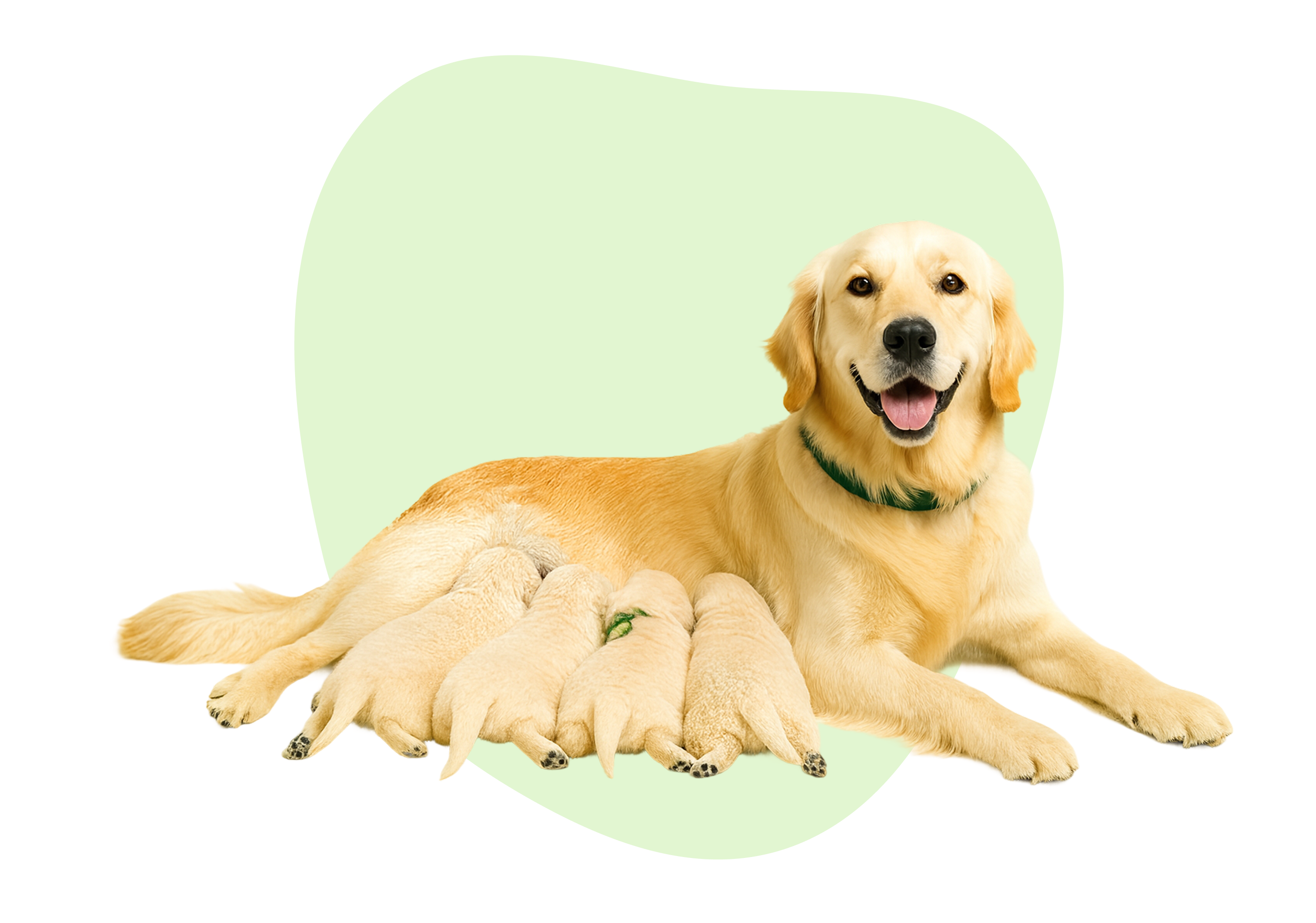 Når kan valpen forlate moren? Når kan valpen forlate moren?