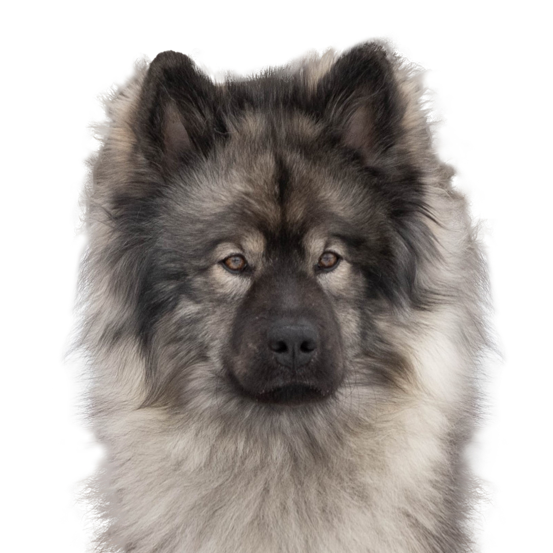 Eurasier
