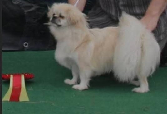 Supertib's vaiana Supertib's vaiana