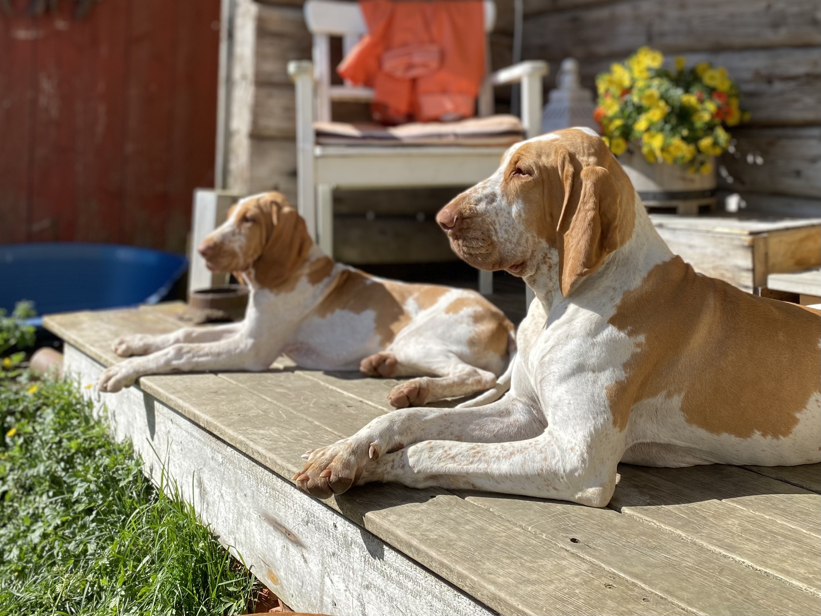Grenneåsen Kennel Grenneåsen Kennel