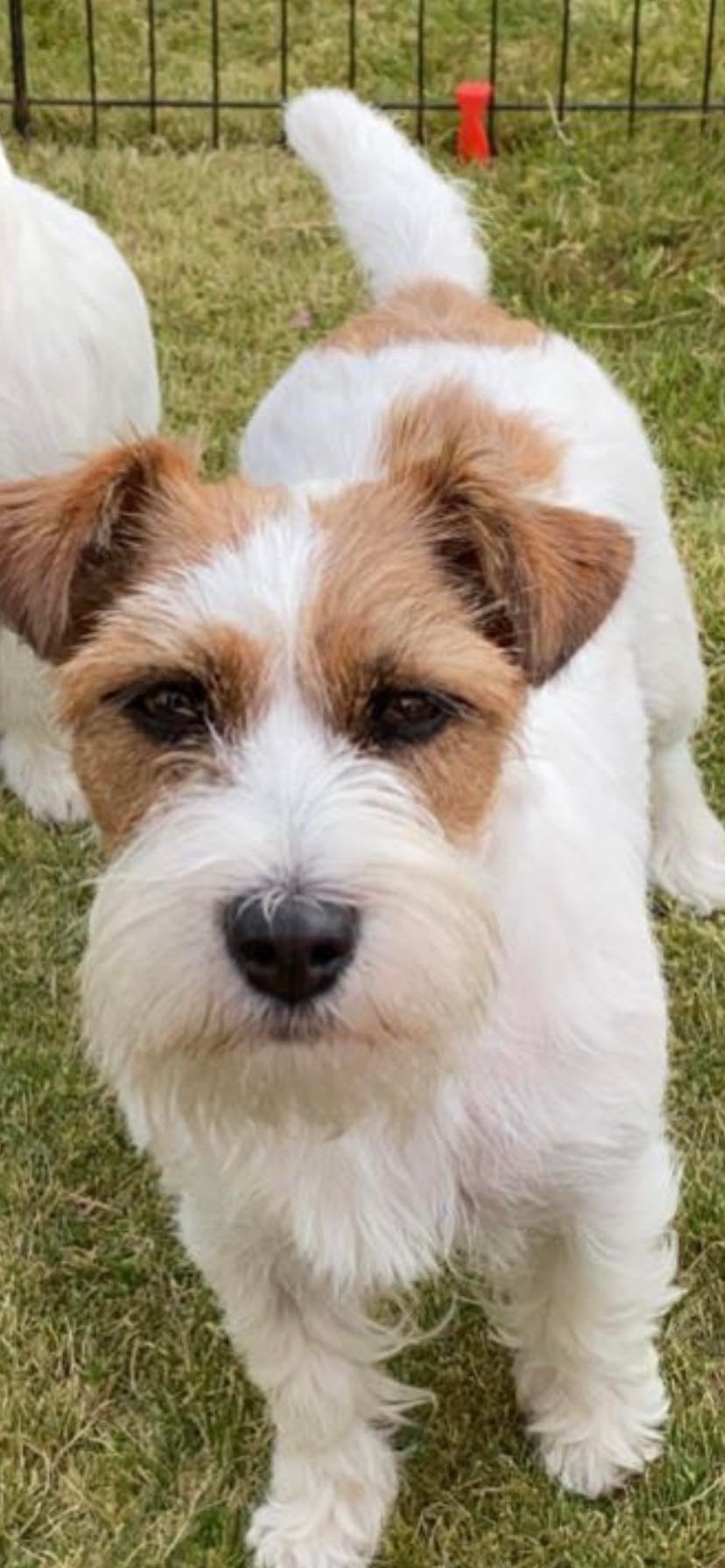 Si-wi-to Passions Of My Heart Wilma Si-wi-to Passions Of My Heart Wilma