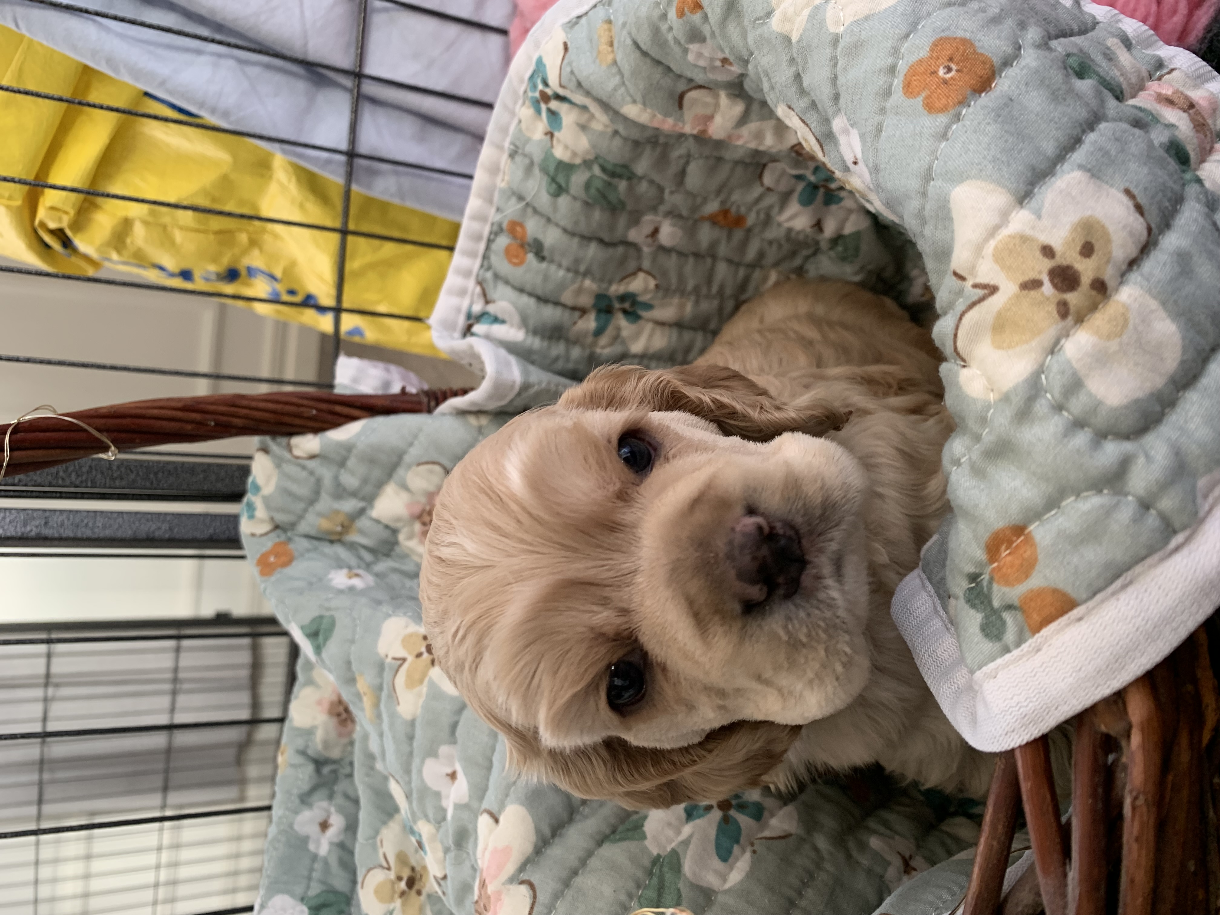 Gazette’s All that Jazz Gazette’s All that Jazz