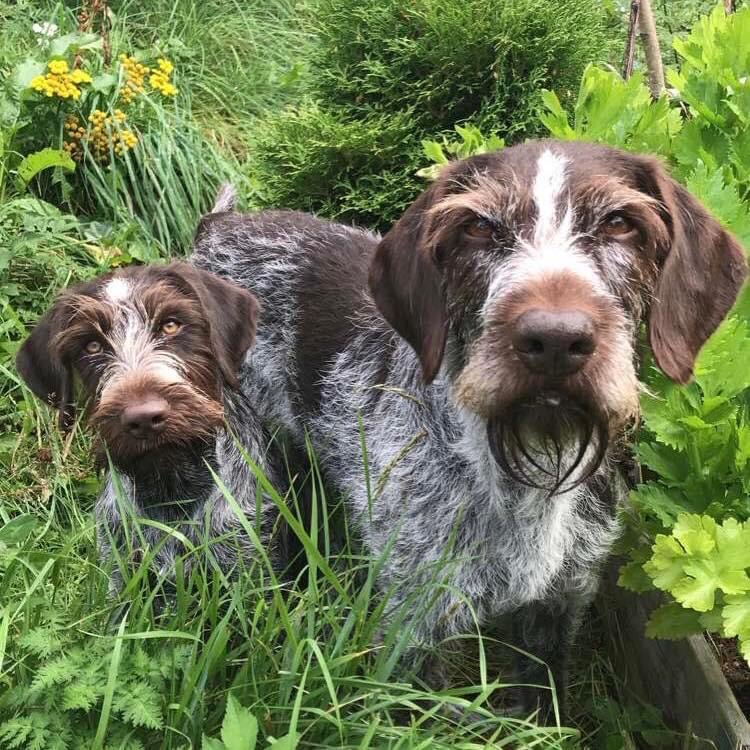 Tyrikollen Tyrikollen