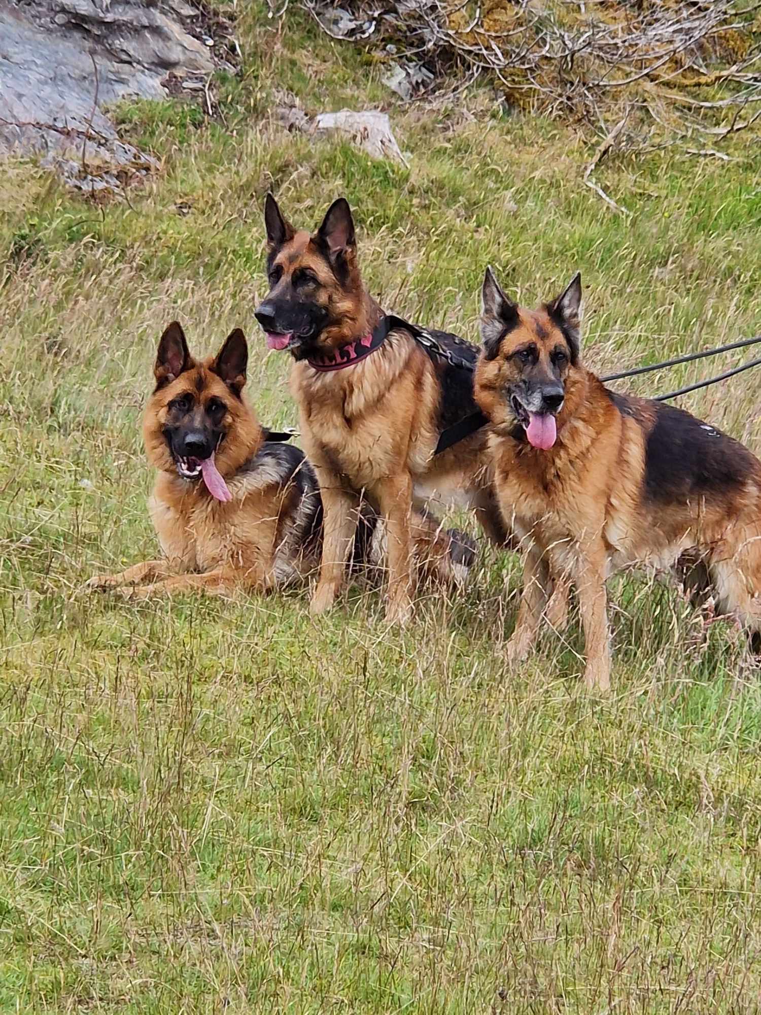 Skoglytrollet Skoglytrollet