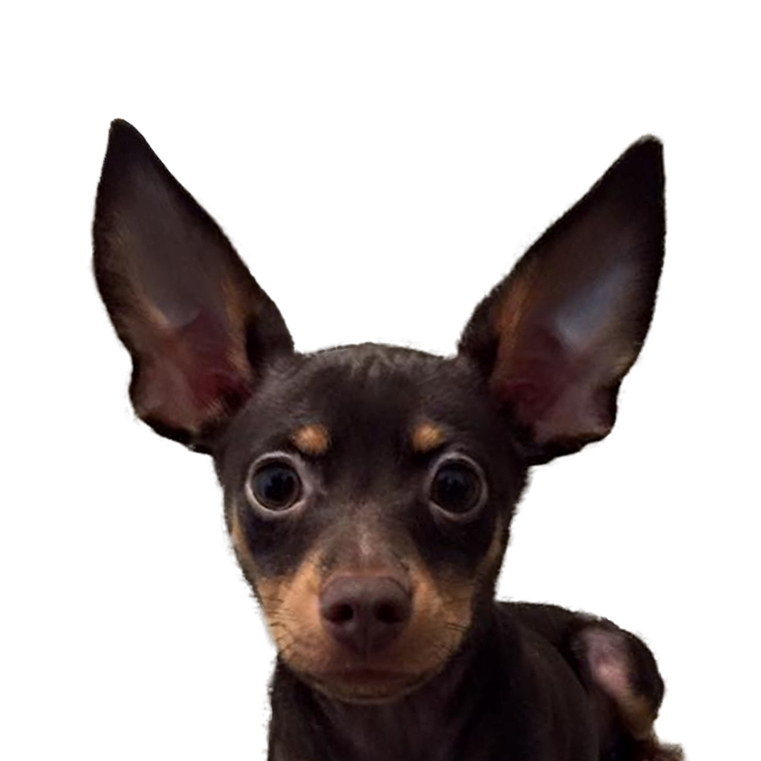 Russisk toy korthåret Russisk toy korthåret