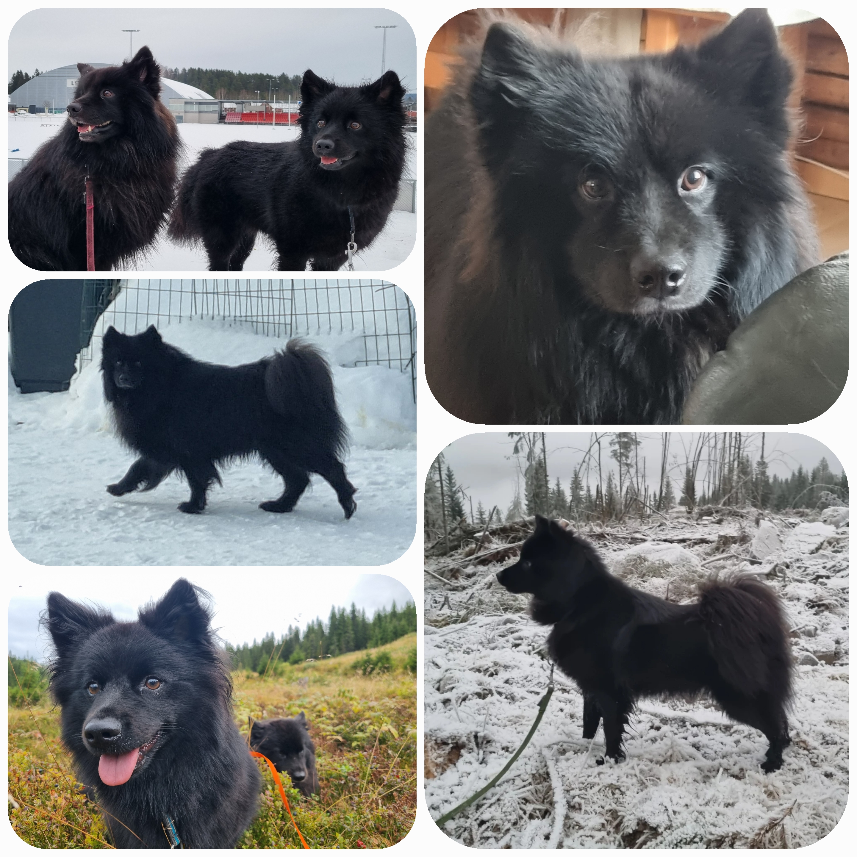 Kennelens 9.symfoni MAGNIFICENT6