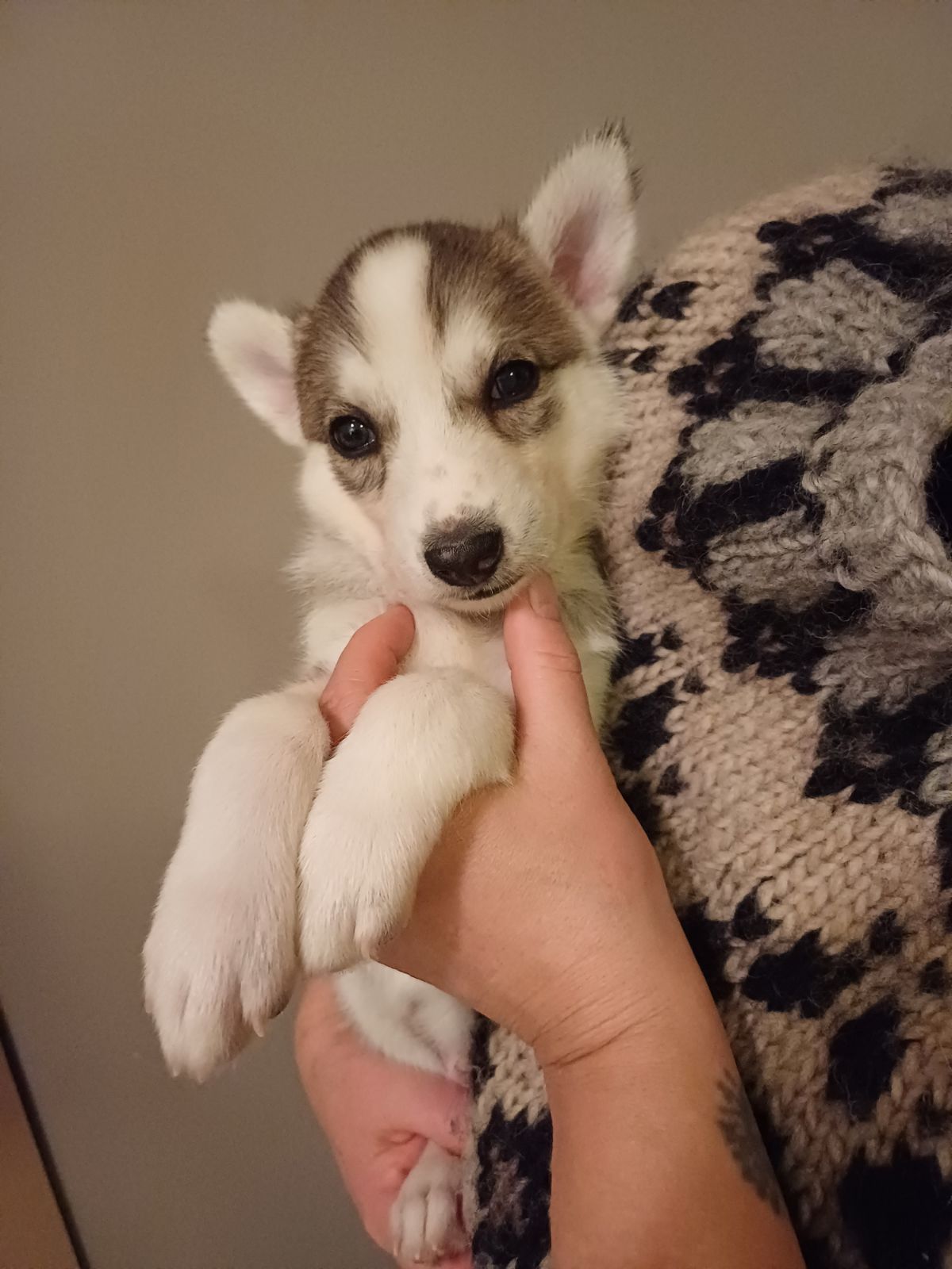 M&M' Glimmer Nivi M&M' Glimmer Nivi