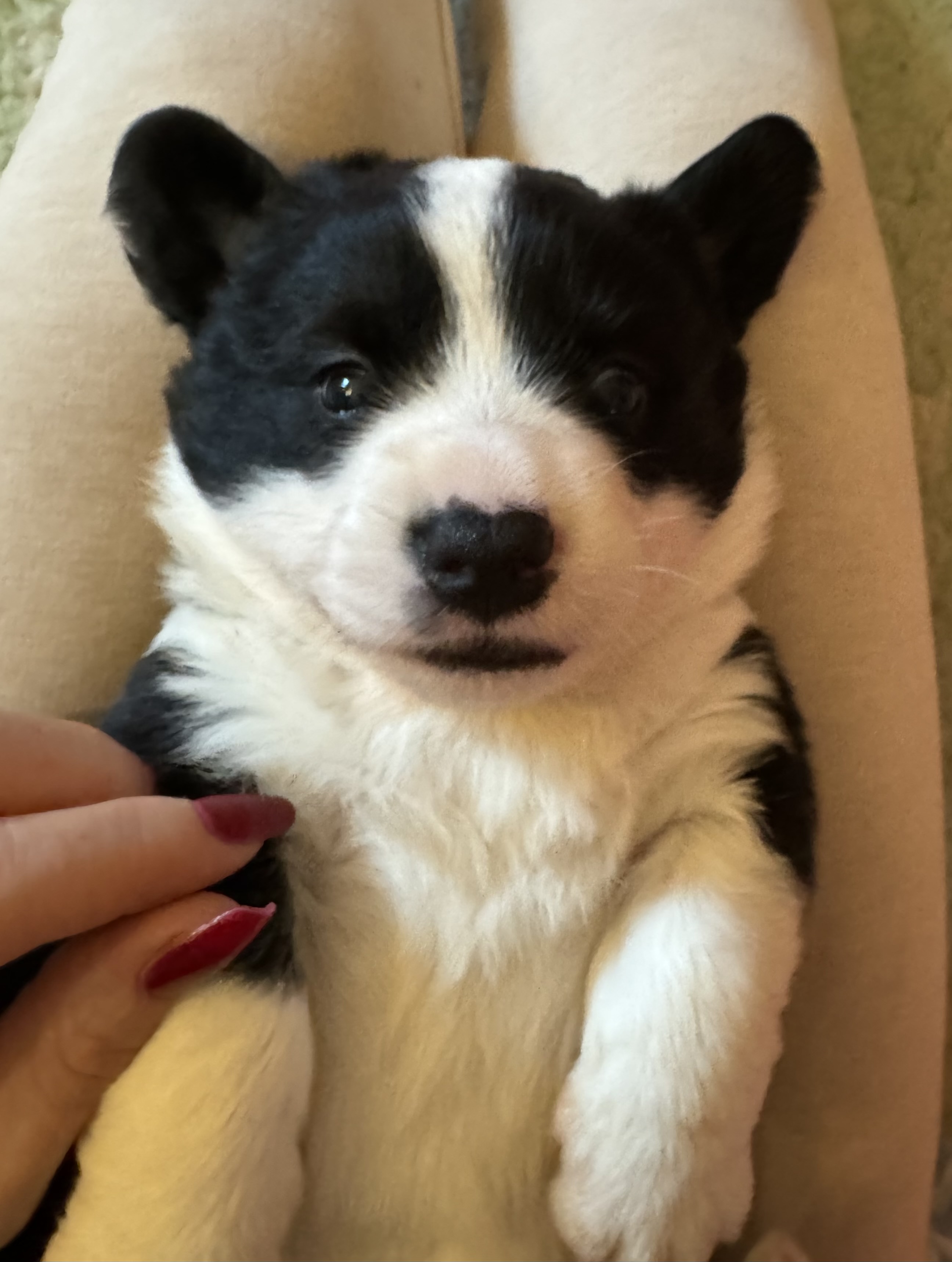 Dantyllew Exclusive’s King’s Valor Dantyllew Exclusive’s King’s Valor