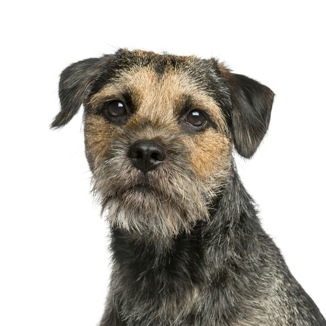 Border terrier Border terrier