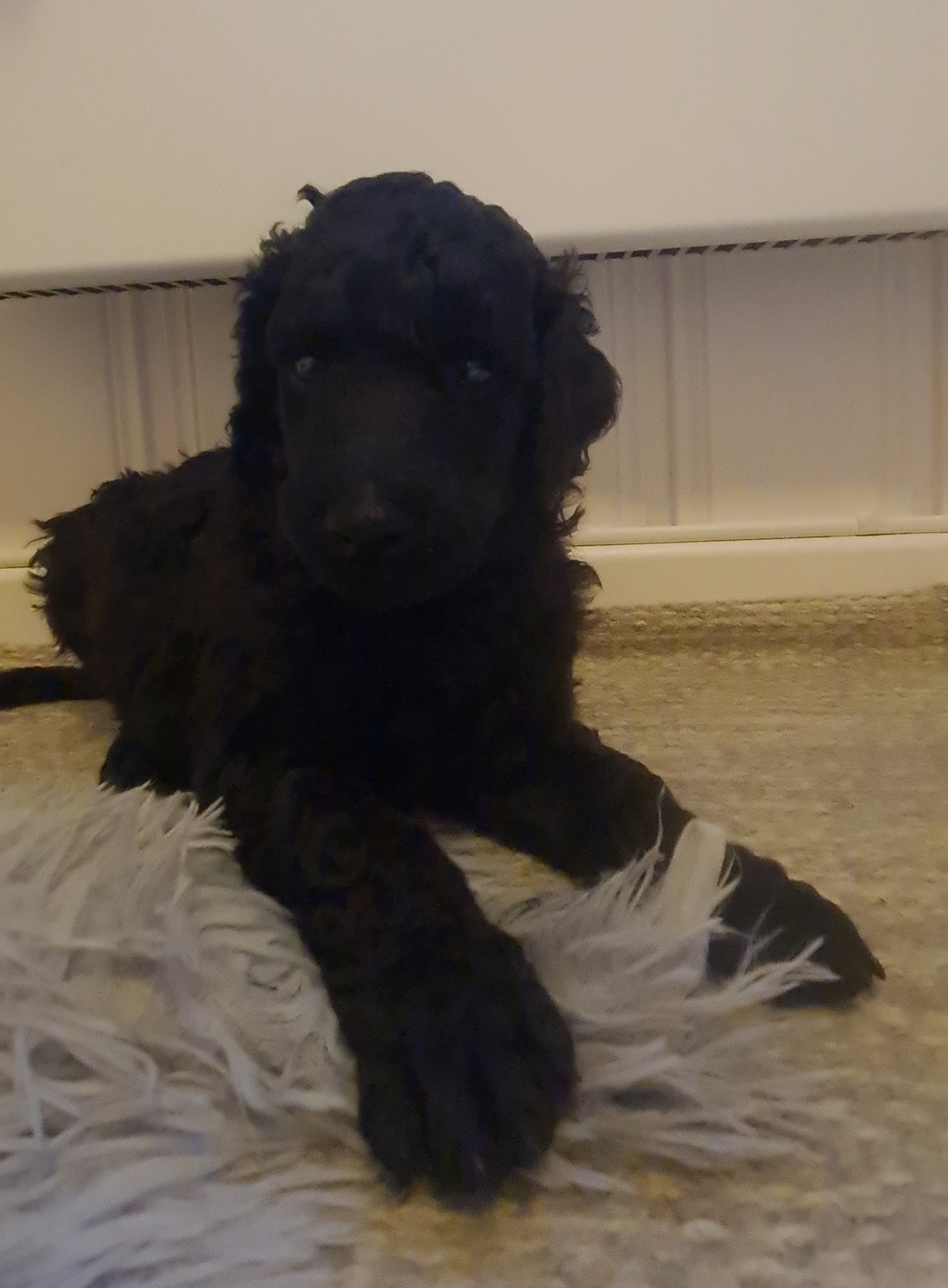 Krø'lella Vi'vil's Isoli 