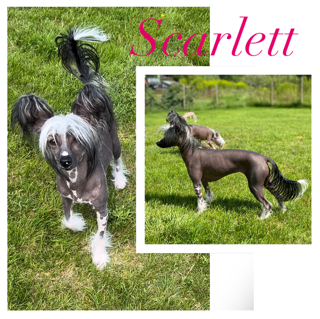 Scarlett - Girls Girls My Black Widow Scarlett - Girls Girls My Black Widow