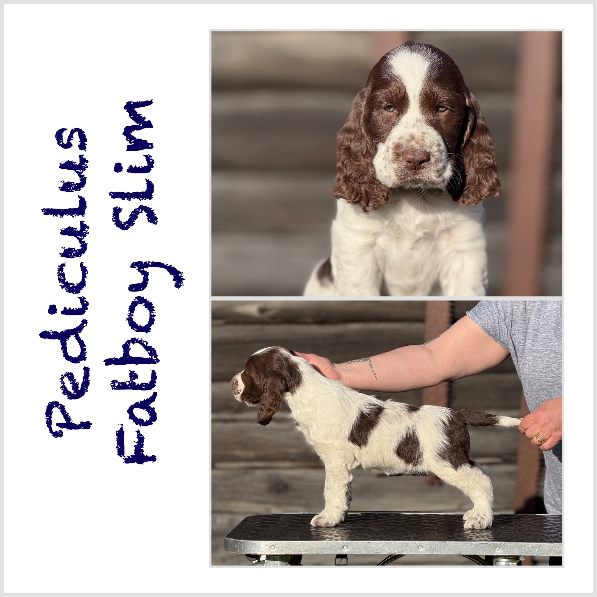 Pediculus Fatboy Slim