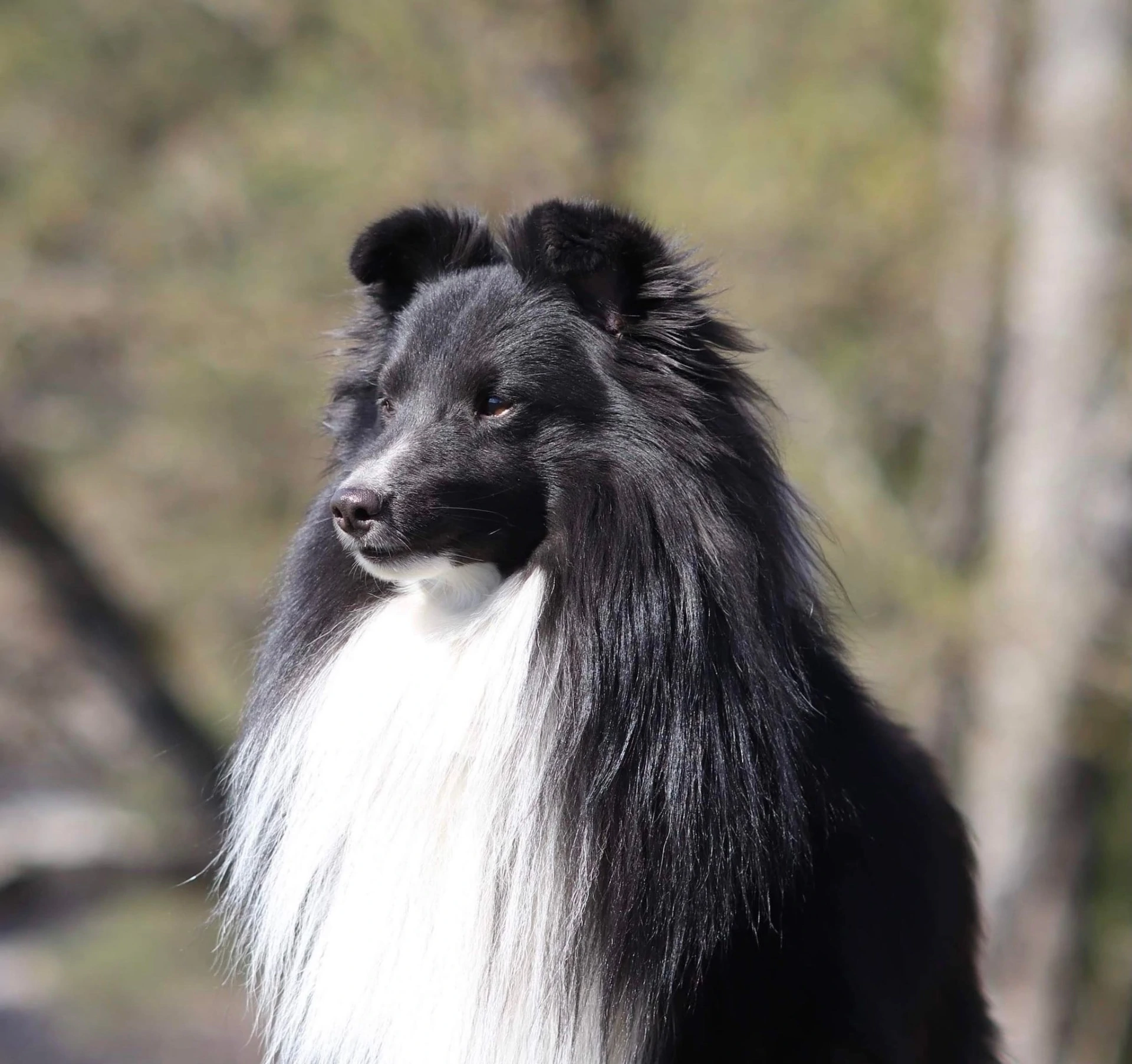 Senza's Legacy Of The Five Colors Senza's Legacy Of The Five Colors