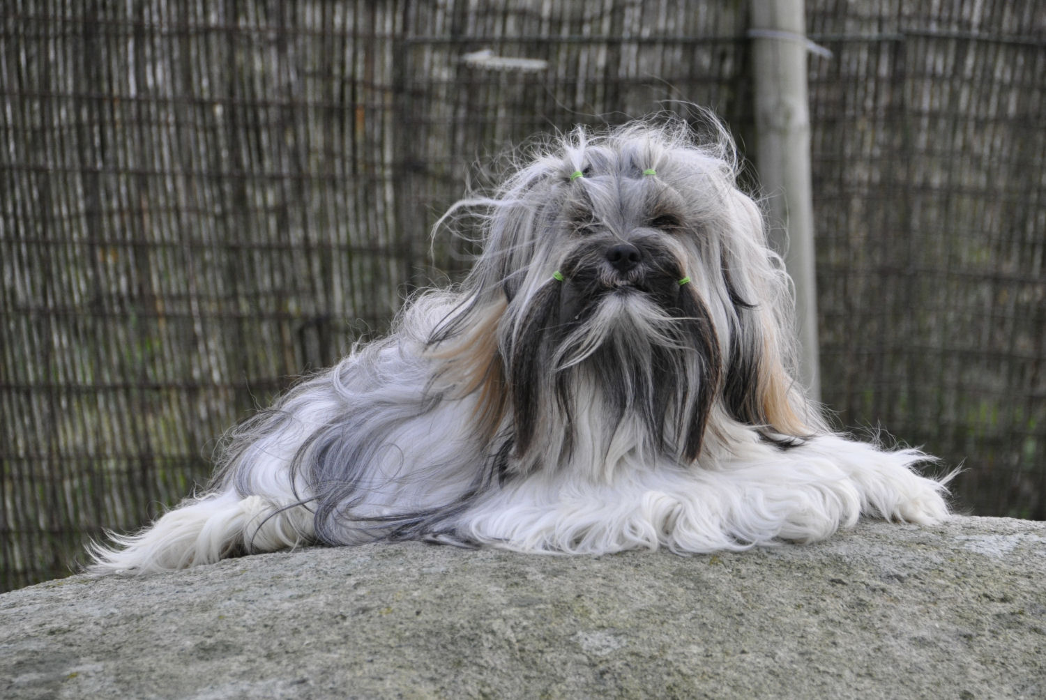 Panaphia's Chenin Pepper Panaphia's Chenin Pepper