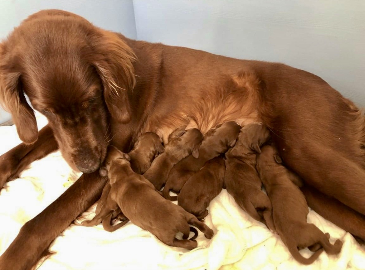 Kennel Skvaldra Kennel Skvaldra