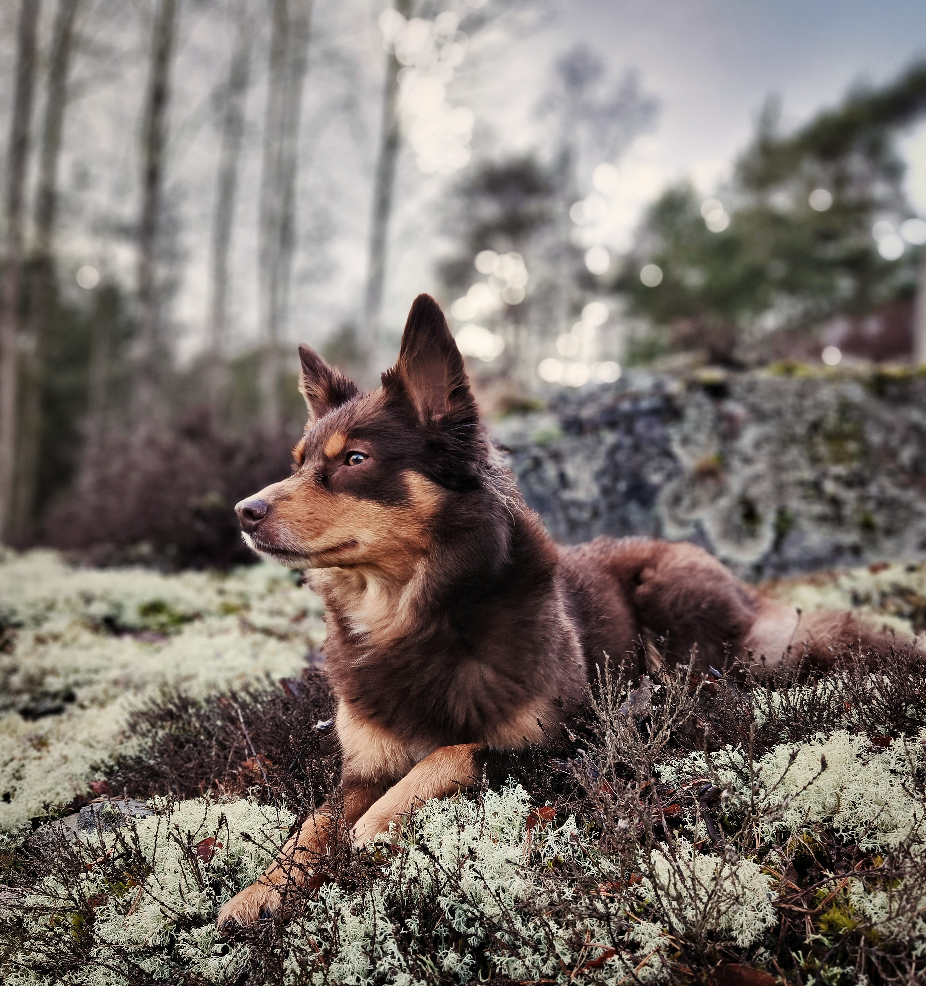 Cobar Spirit of the Wind "Bailey" Cobar Spirit of the Wind "Bailey"