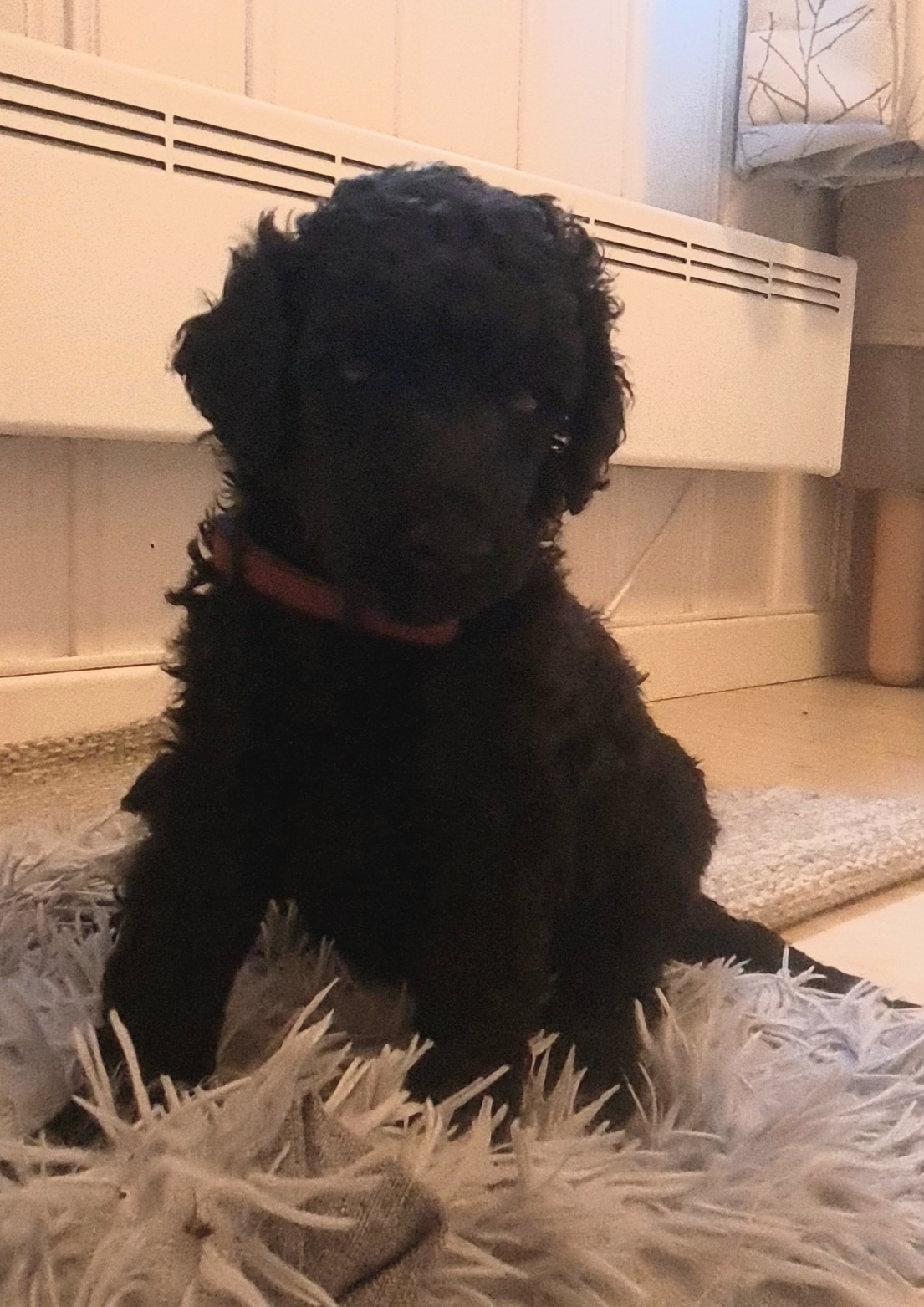 Krø'lella Vi'vil's Glitter 