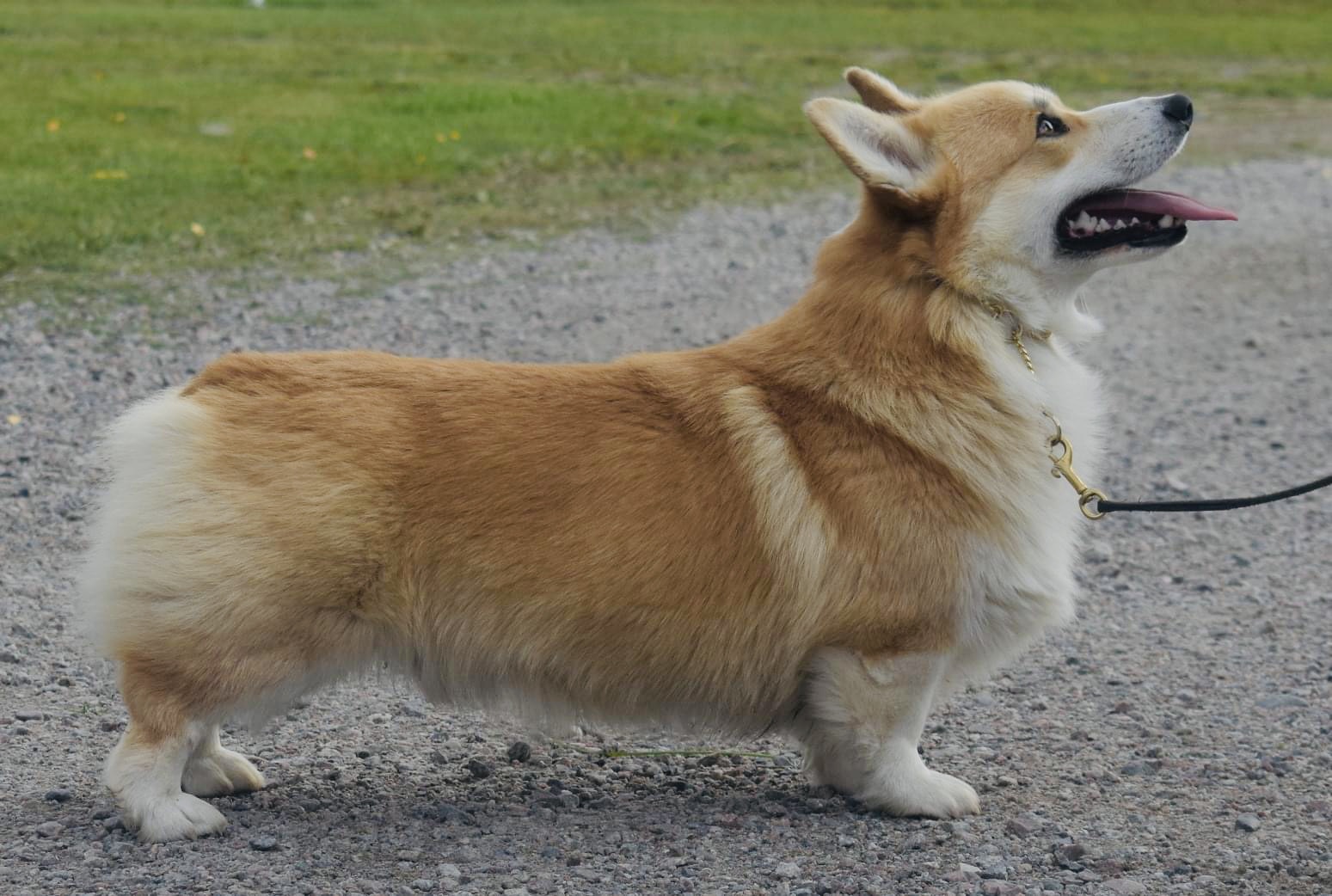 Luxberry Ace of Spades Luxberry Ace of Spades