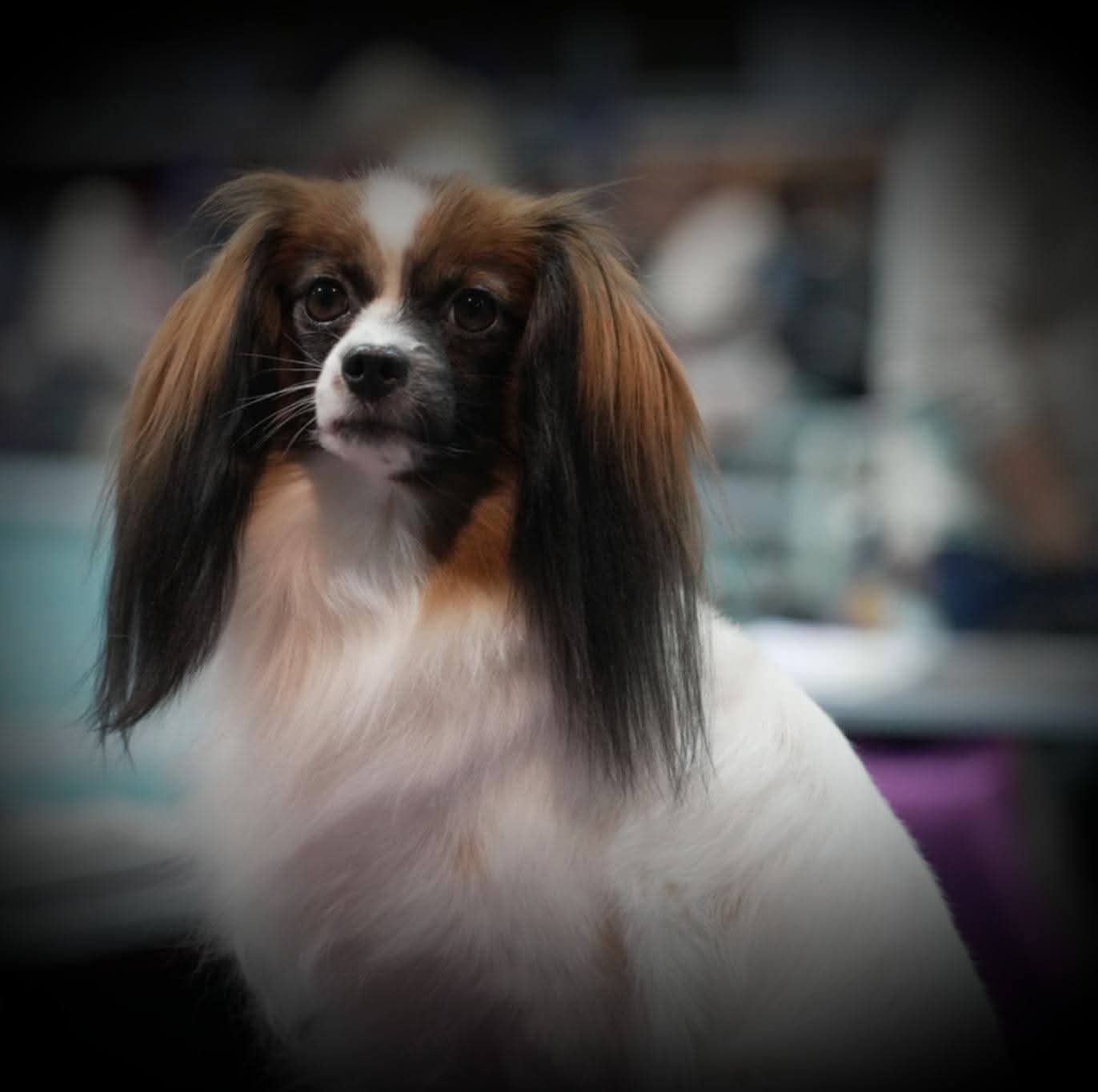 Amyrica's Prinsesse Grynet (Lykke)