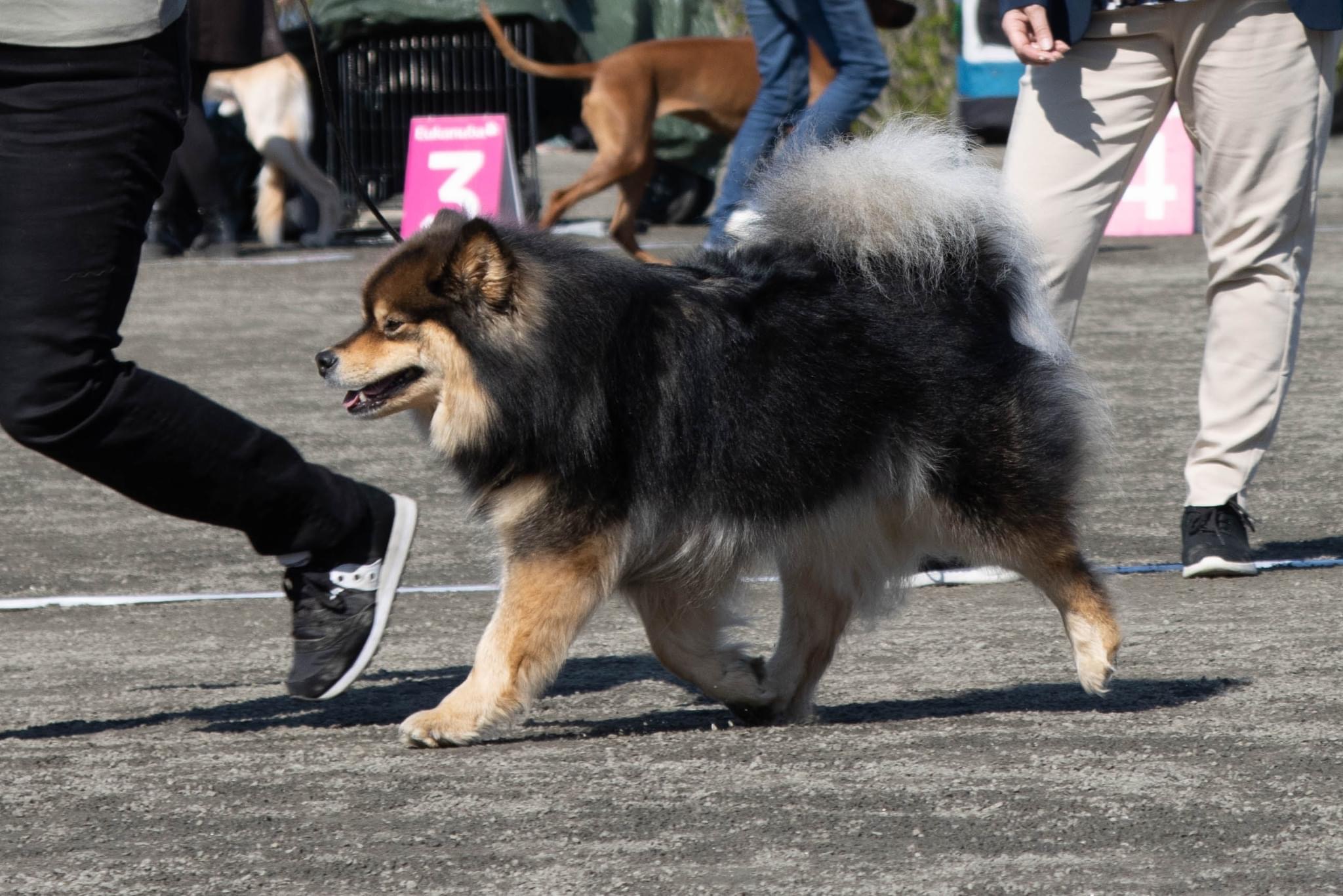 Suvituuli av Vintervidda Suvituuli av Vintervidda