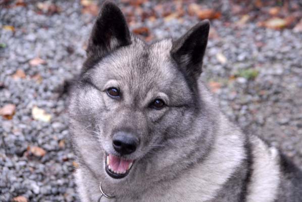 Gokstadhaugen's GAIA Gokstadhaugen's GAIA