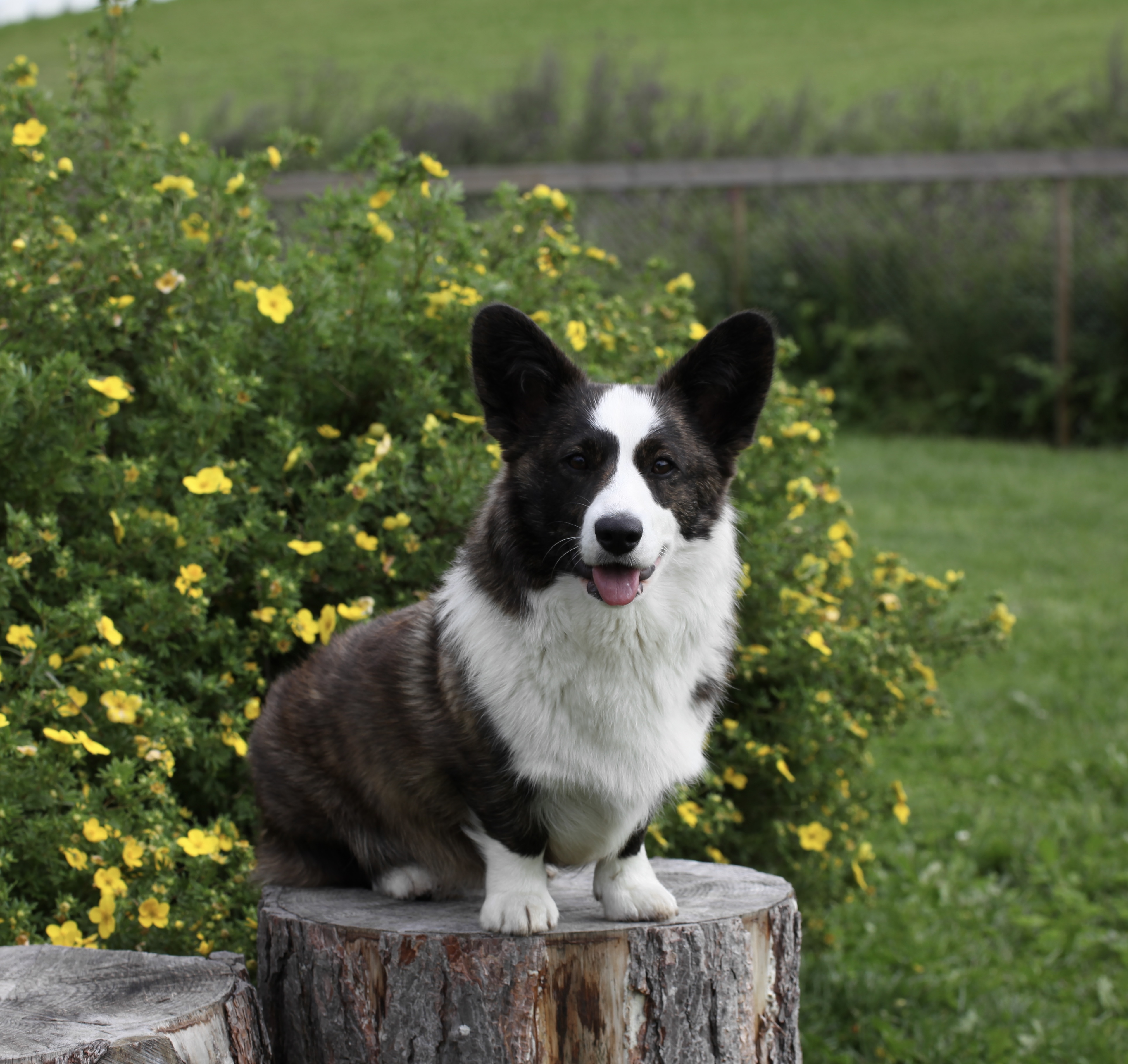 HenniHenka’s Her Majesty The Queen HenniHenka’s Her Majesty The Queen