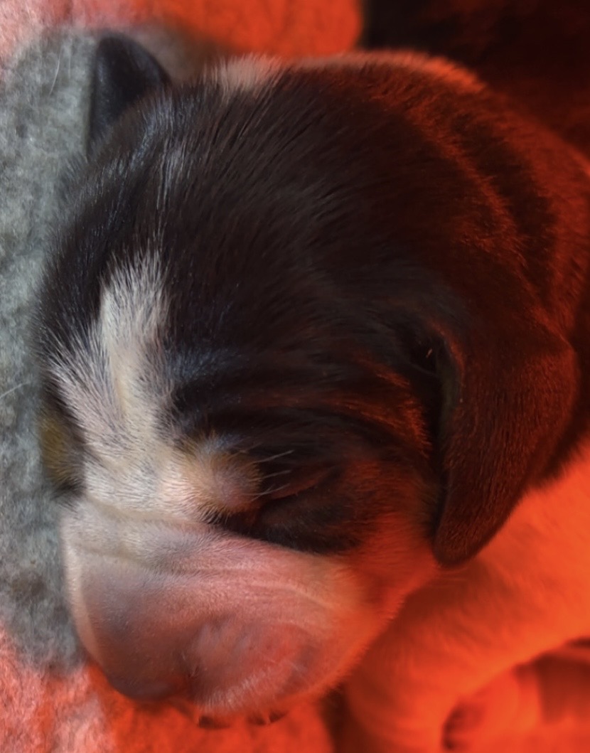 Hippo av Heimlia Hippo av Heimlia