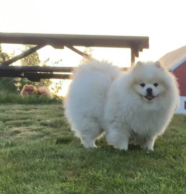 Toy Victory Floki Toy Victory Floki