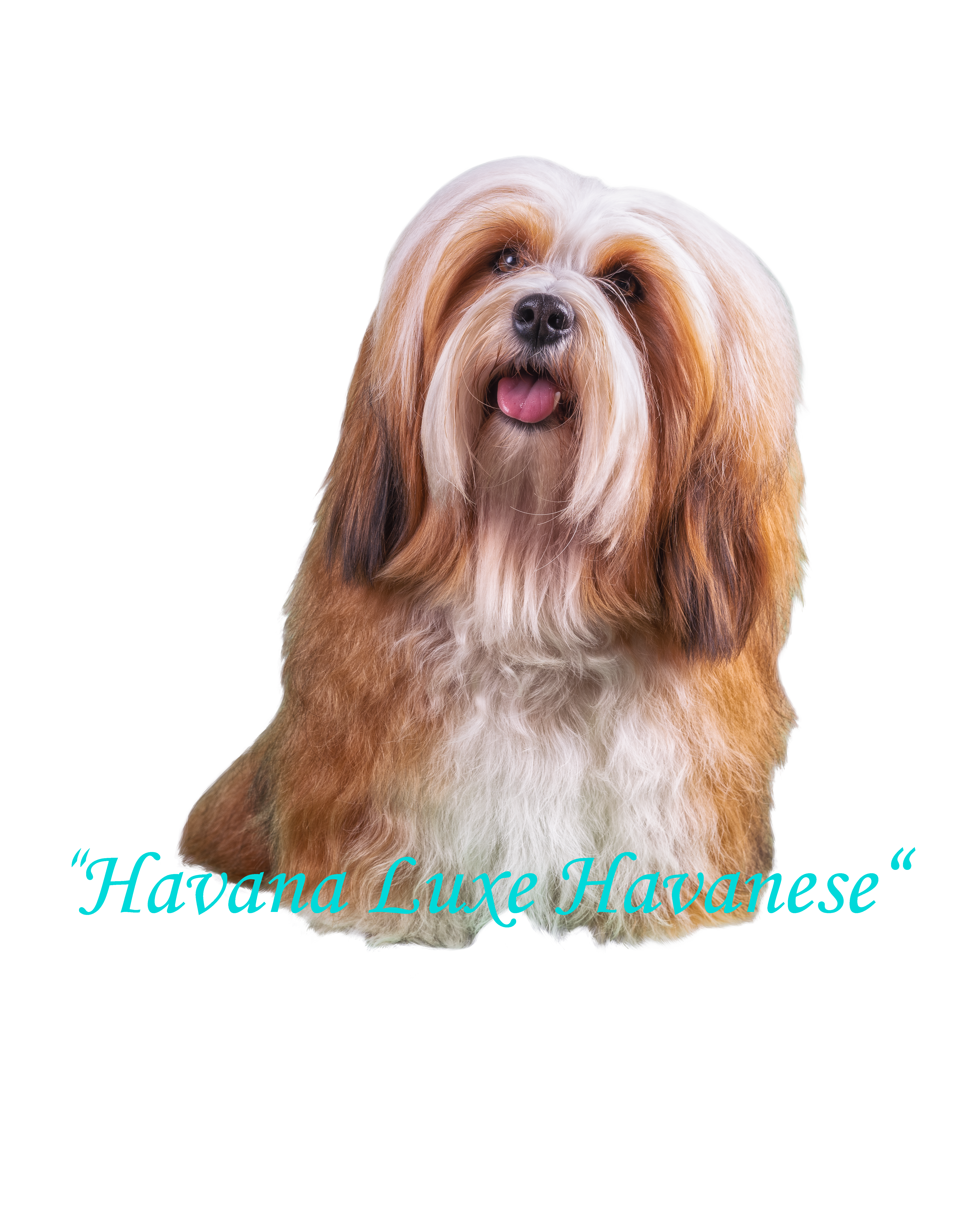 Havana Luxe Havana Luxe