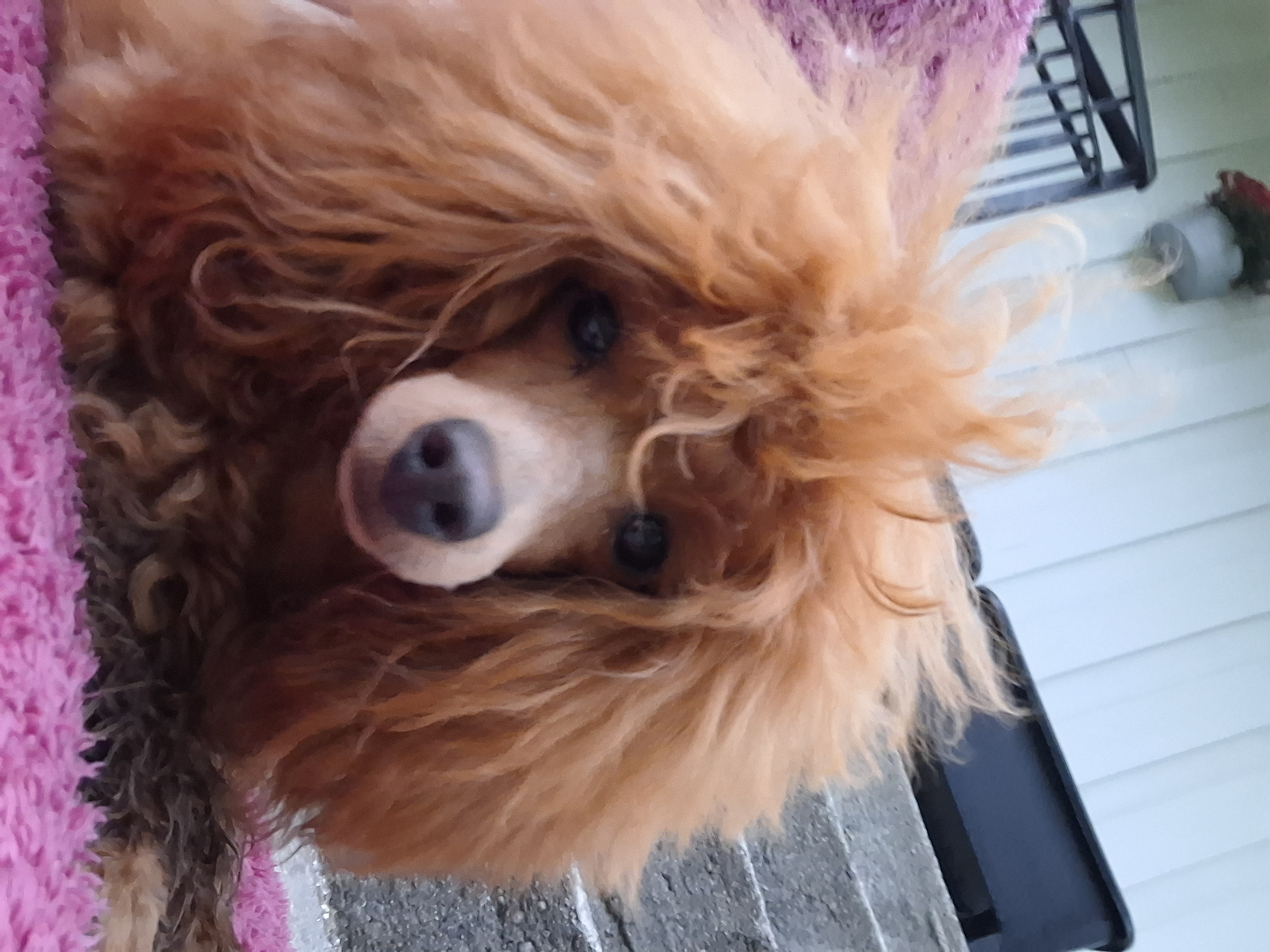 Misty Meadow's Fantastic Glory Misty Meadow's Fantastic Glory