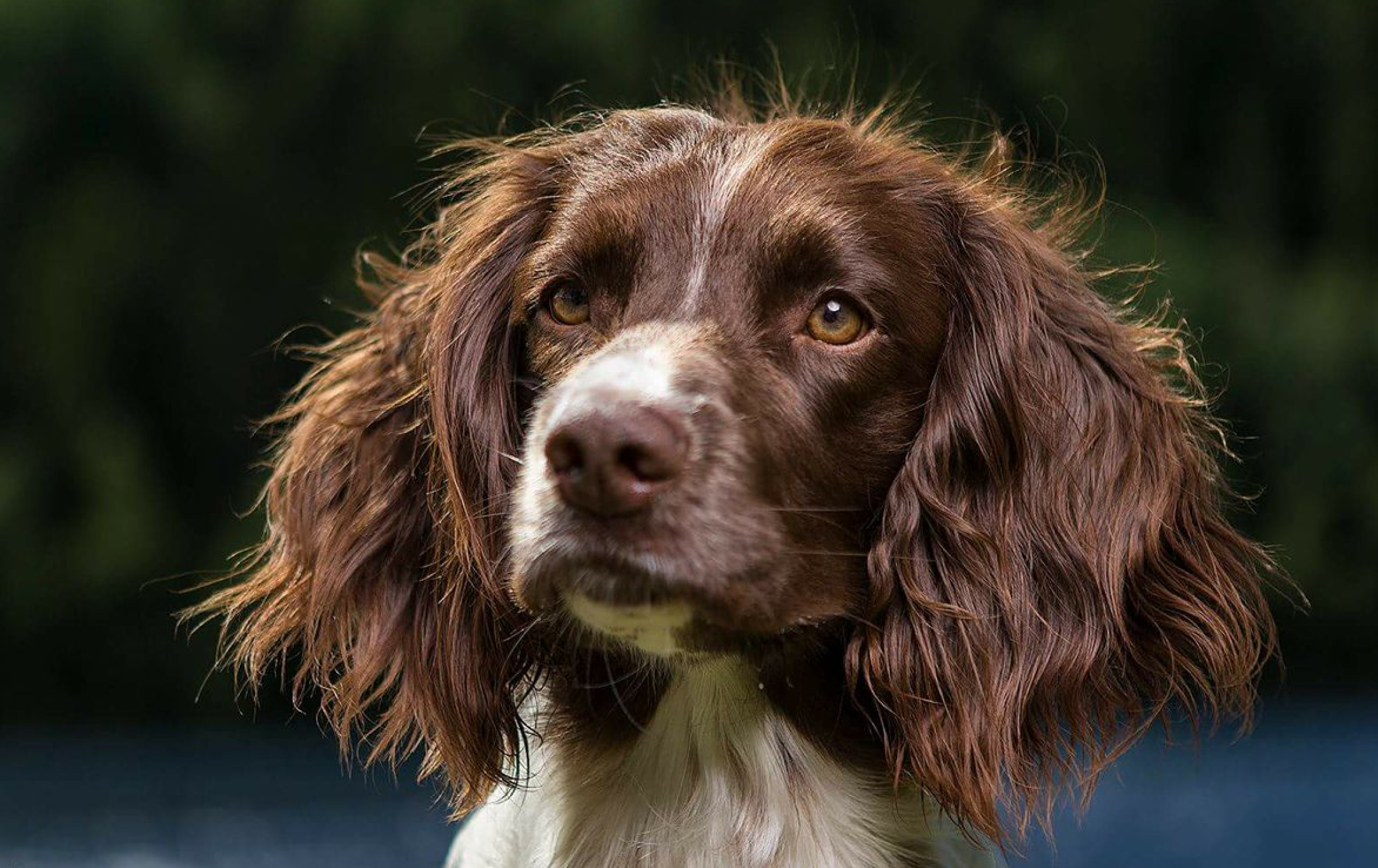 Dynamic image Dynamic image