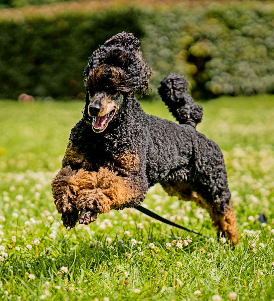 Korneslas Awesome Dream Korneslas Awesome Dream