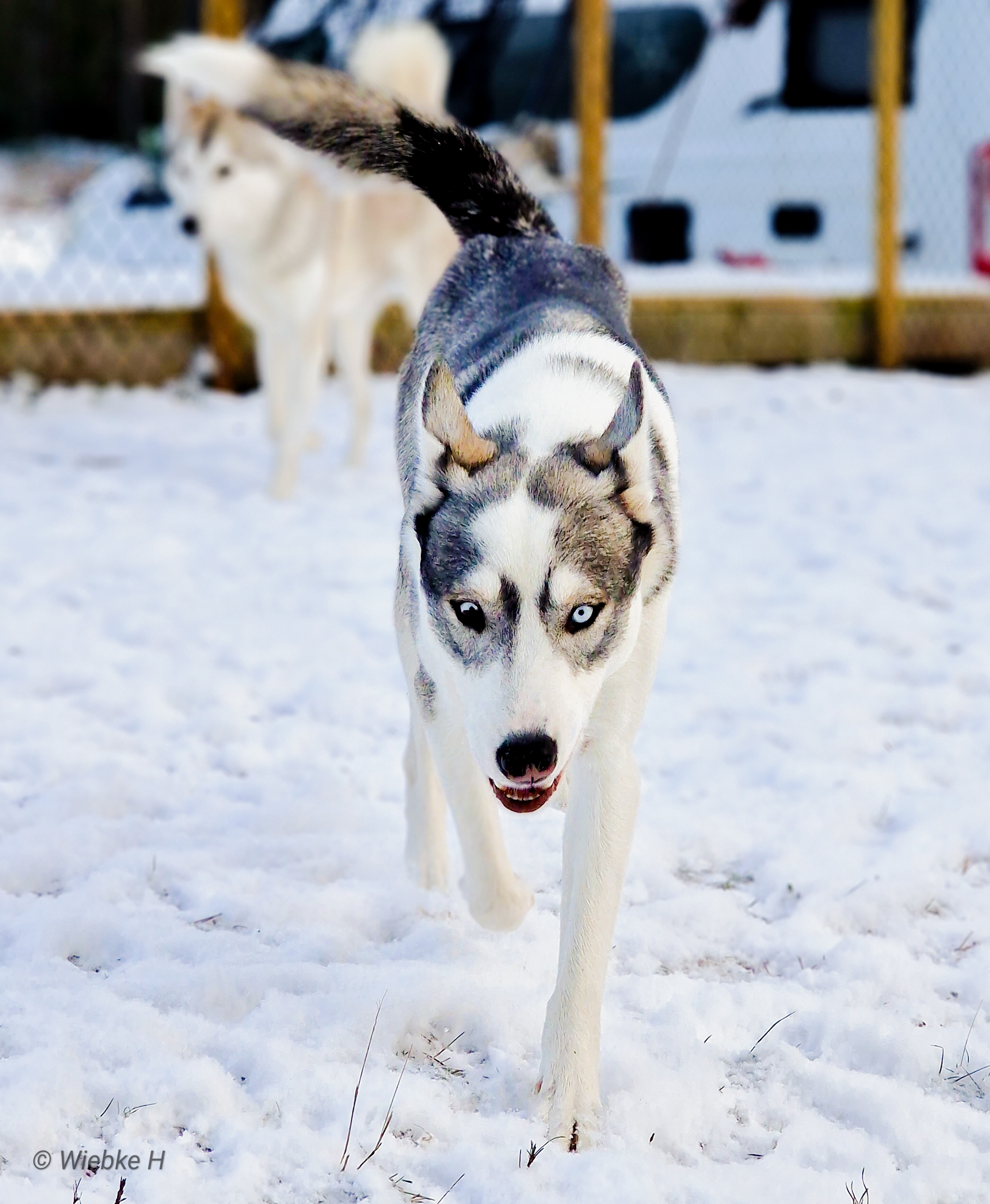 NTCH Winter Ronins Classic Scorpions (Tannik) NTCH Winter Ronins Classic Scorpions (Tannik)