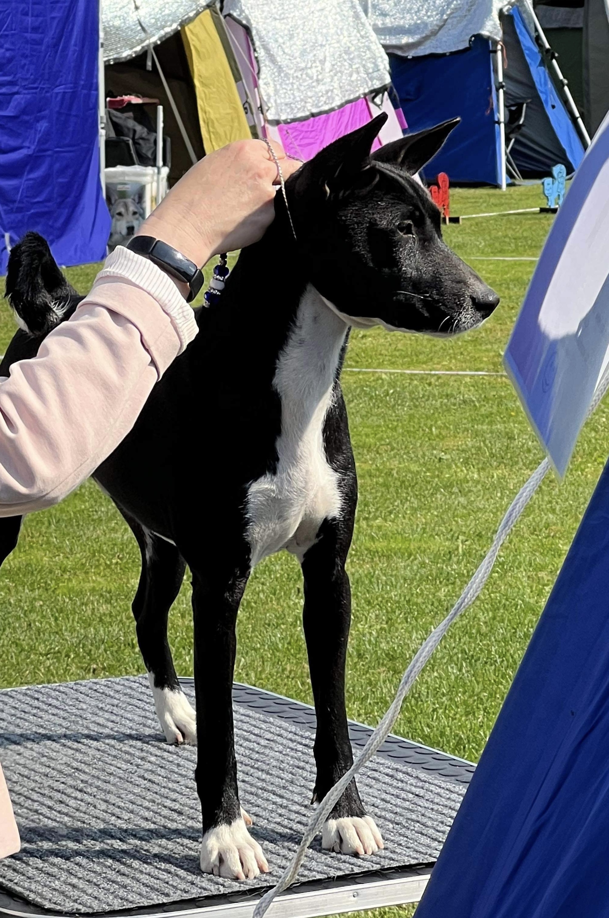 Jack Sparrow av Chimlin Jack Sparrow av Chimlin