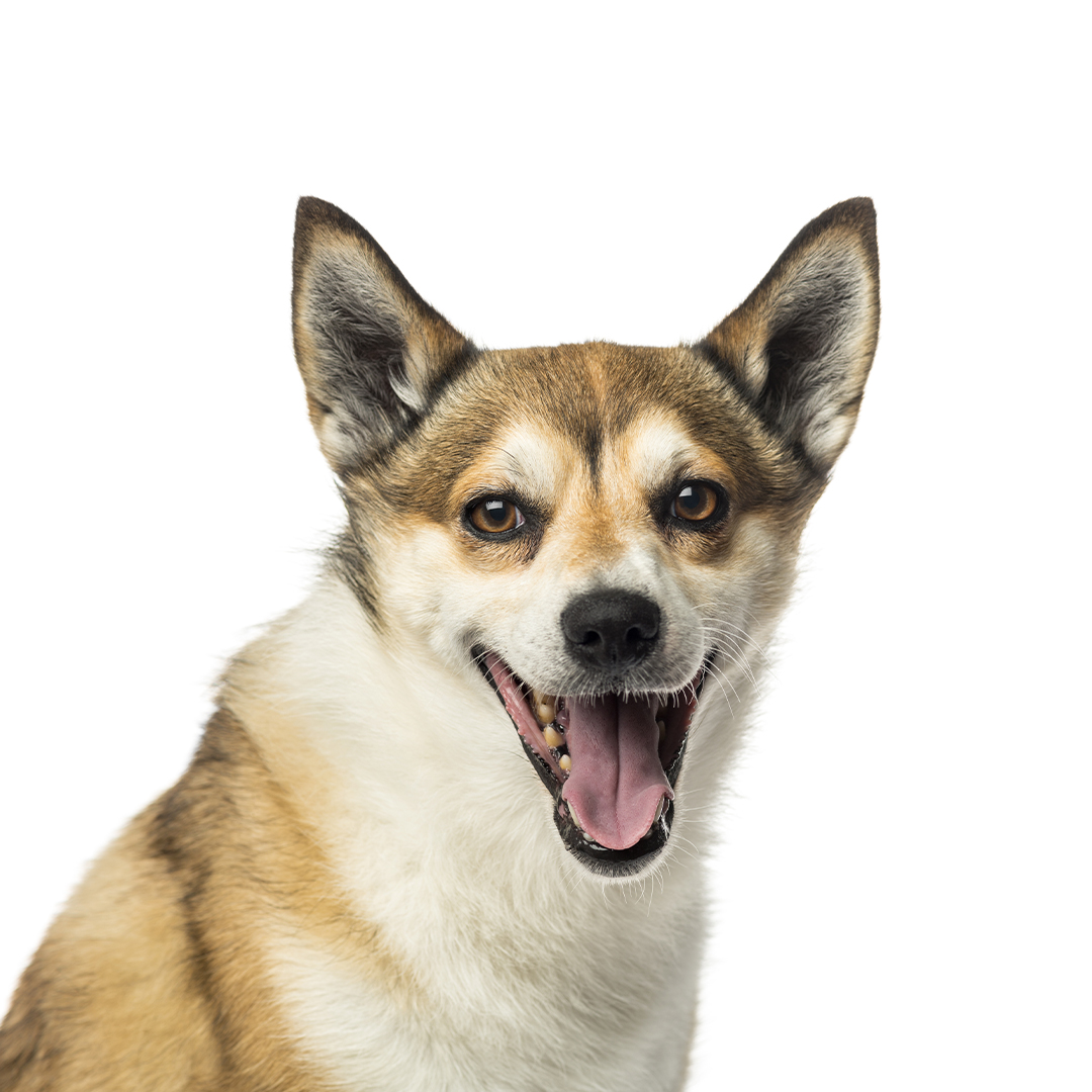 Norsk lundehund Norsk lundehund