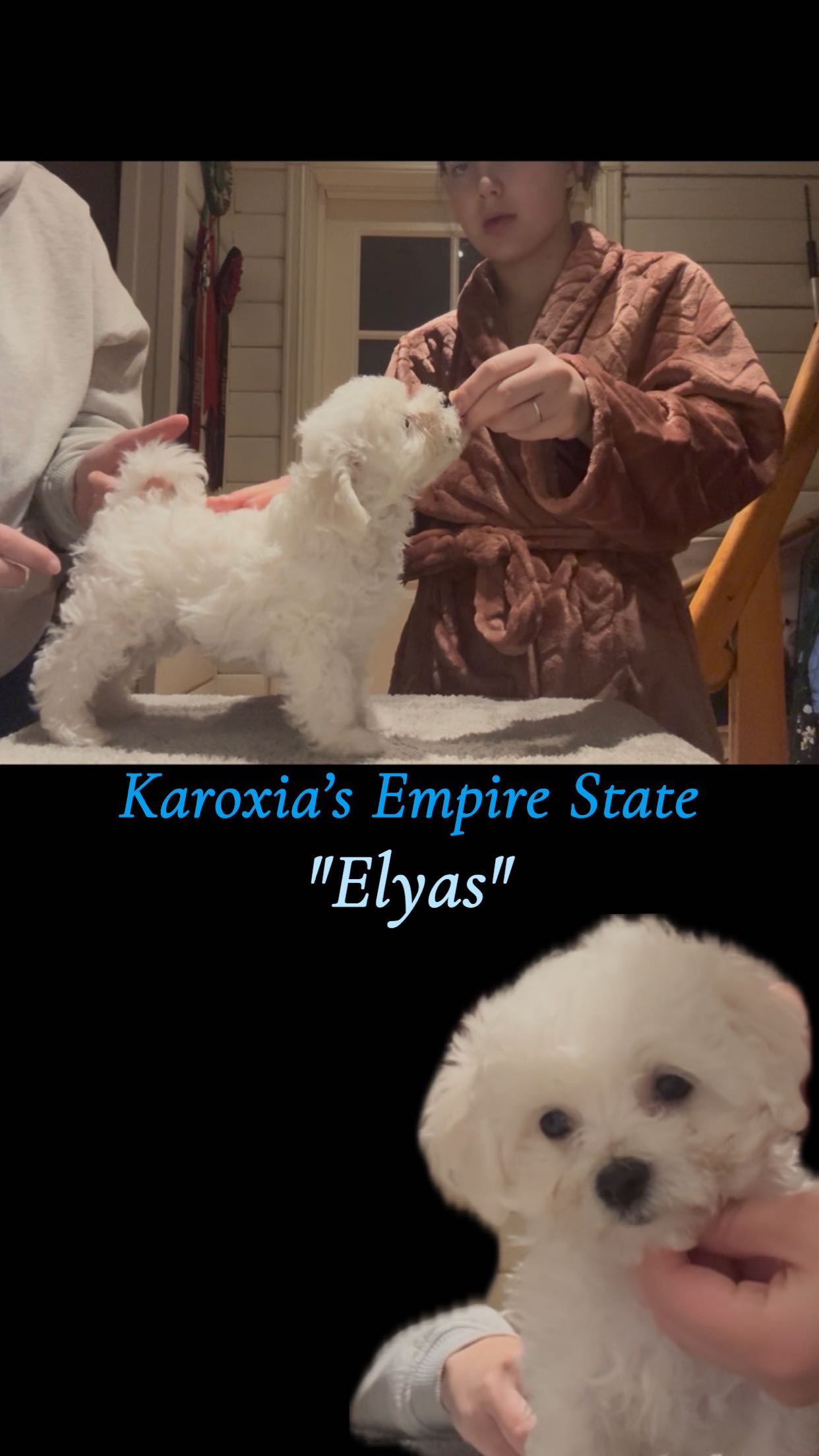 Karoxia Empire State "Elyas" Karoxia Empire State "Elyas"