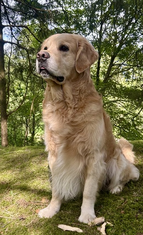 Golden Agapi’s Challenger