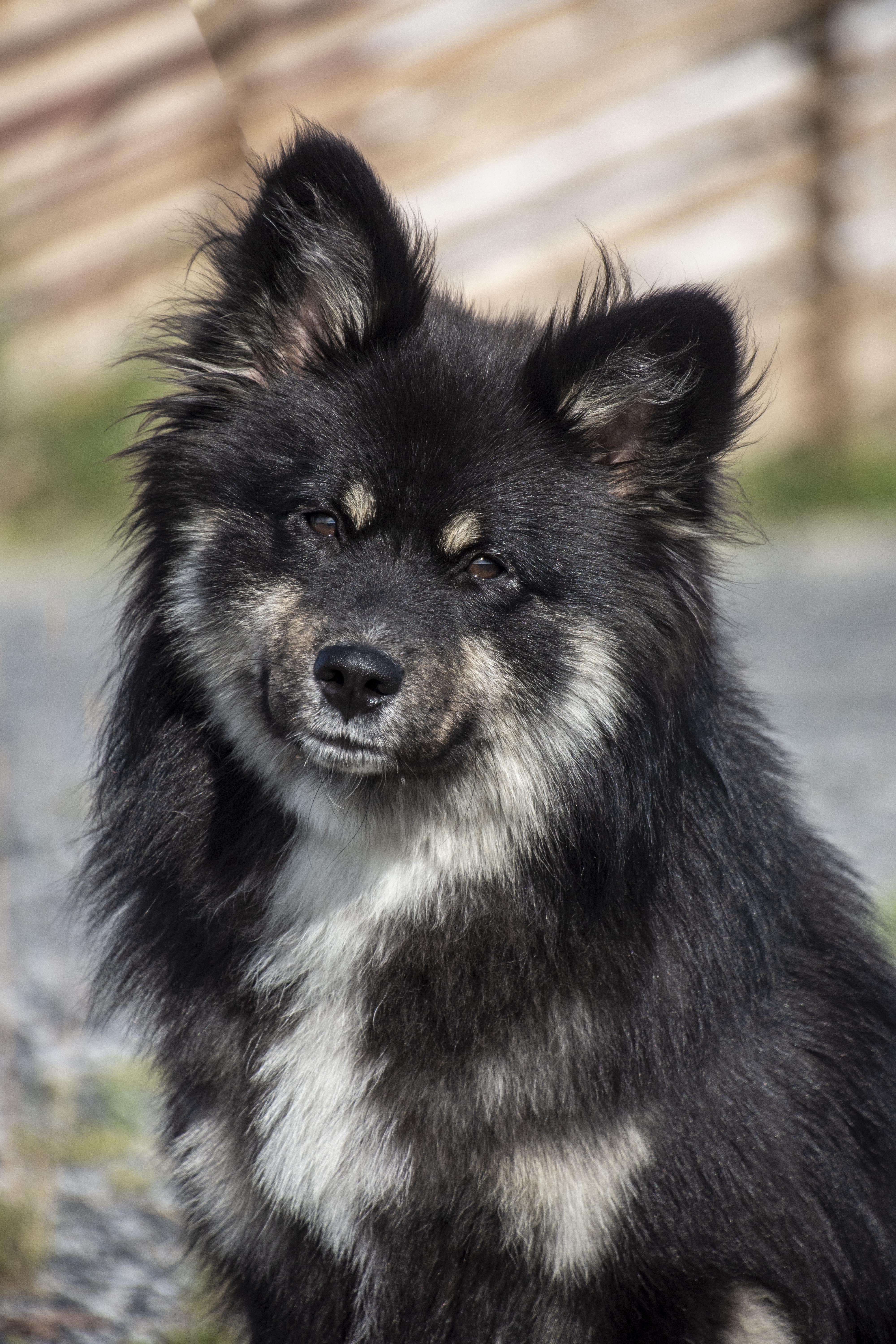 Àrbbola's Tjarke Sigga 