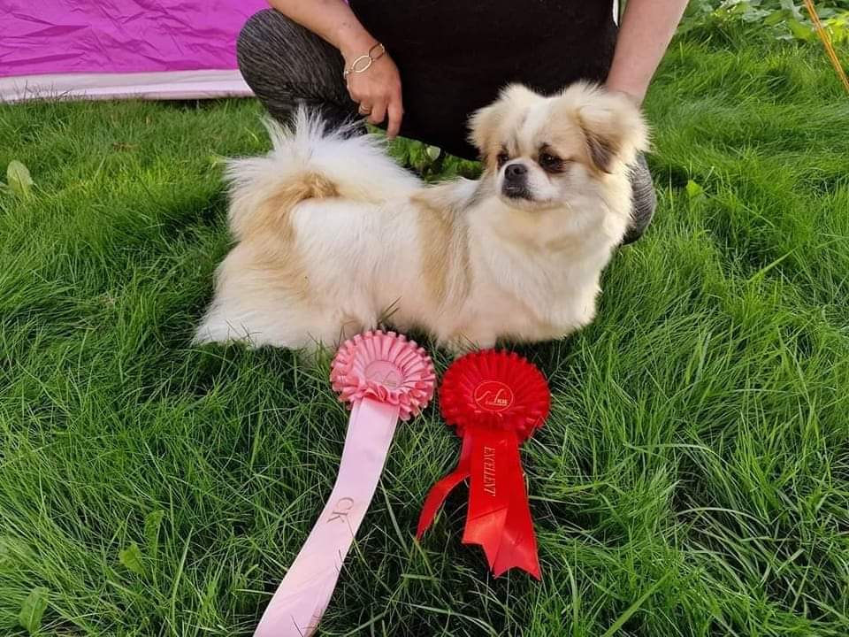 Supertib's O-Aiza Supertib's O-Aiza