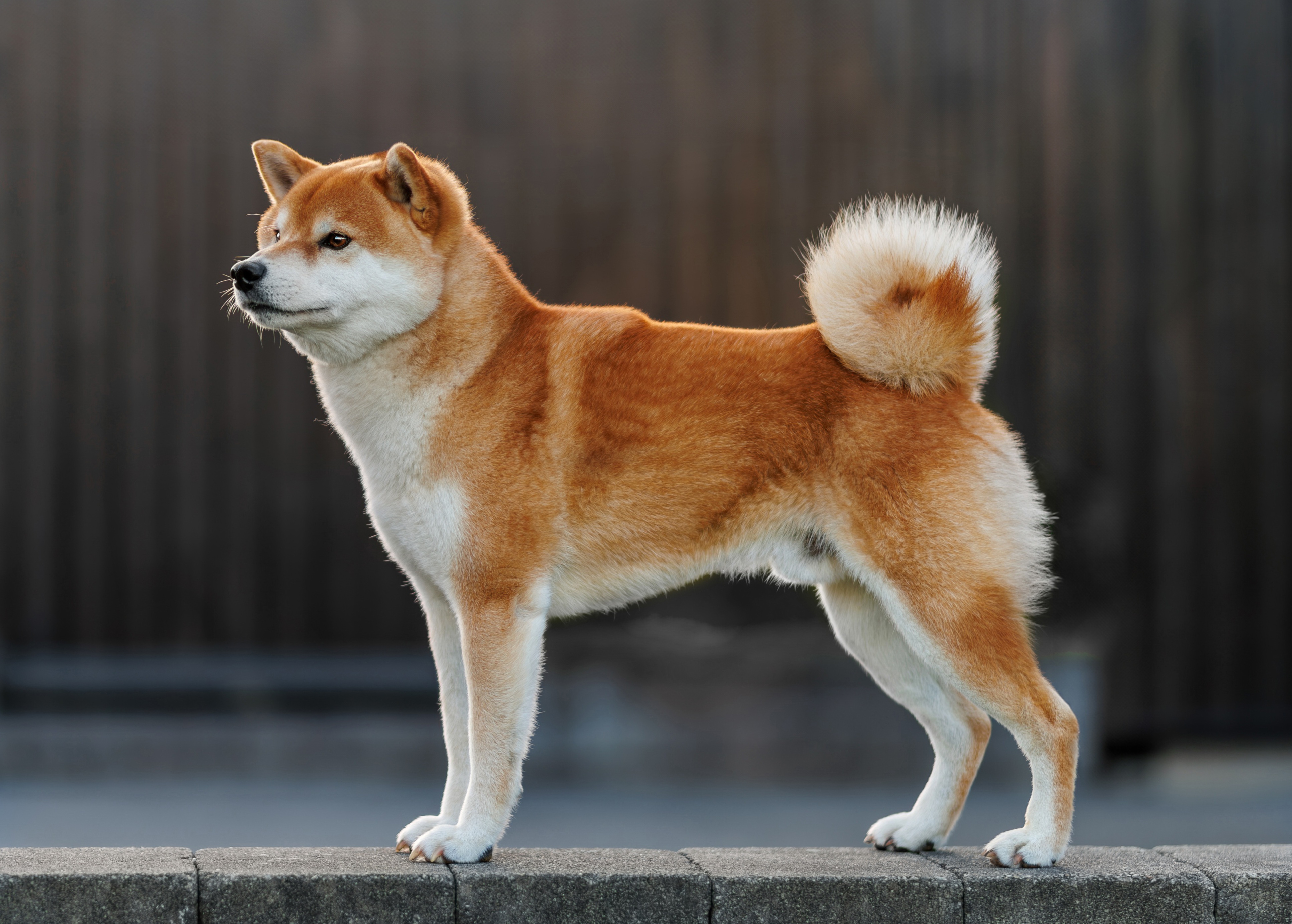 Asa No Fujiaka Go av Enerhaugen Asa No Fujiaka Go av Enerhaugen