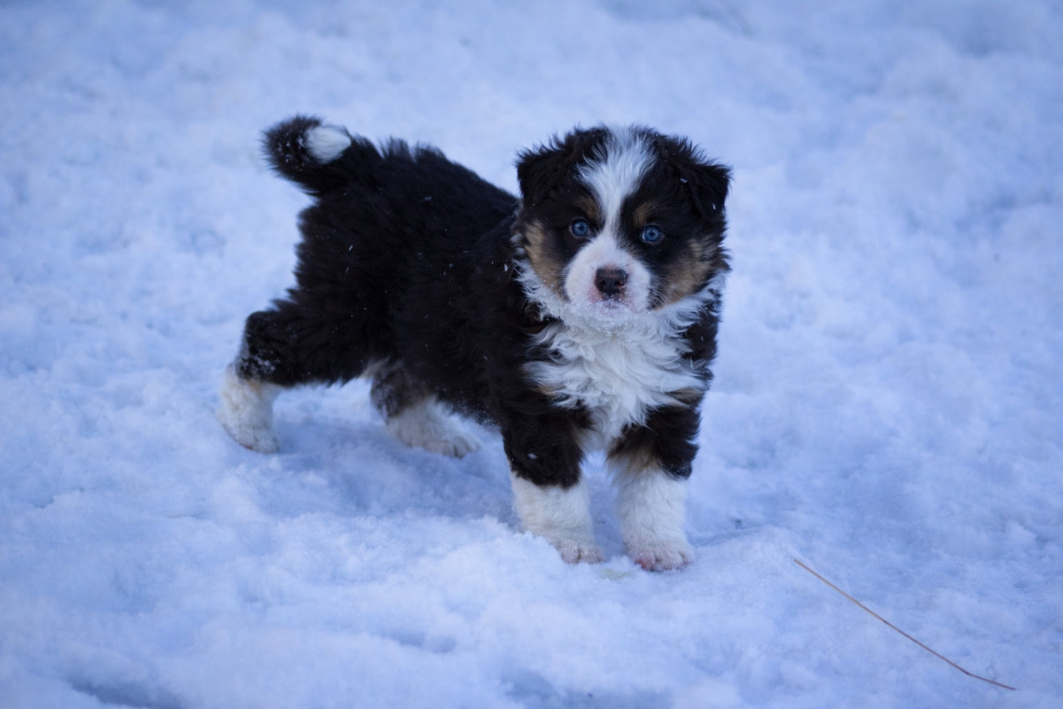 Hjertedame Hjertedame