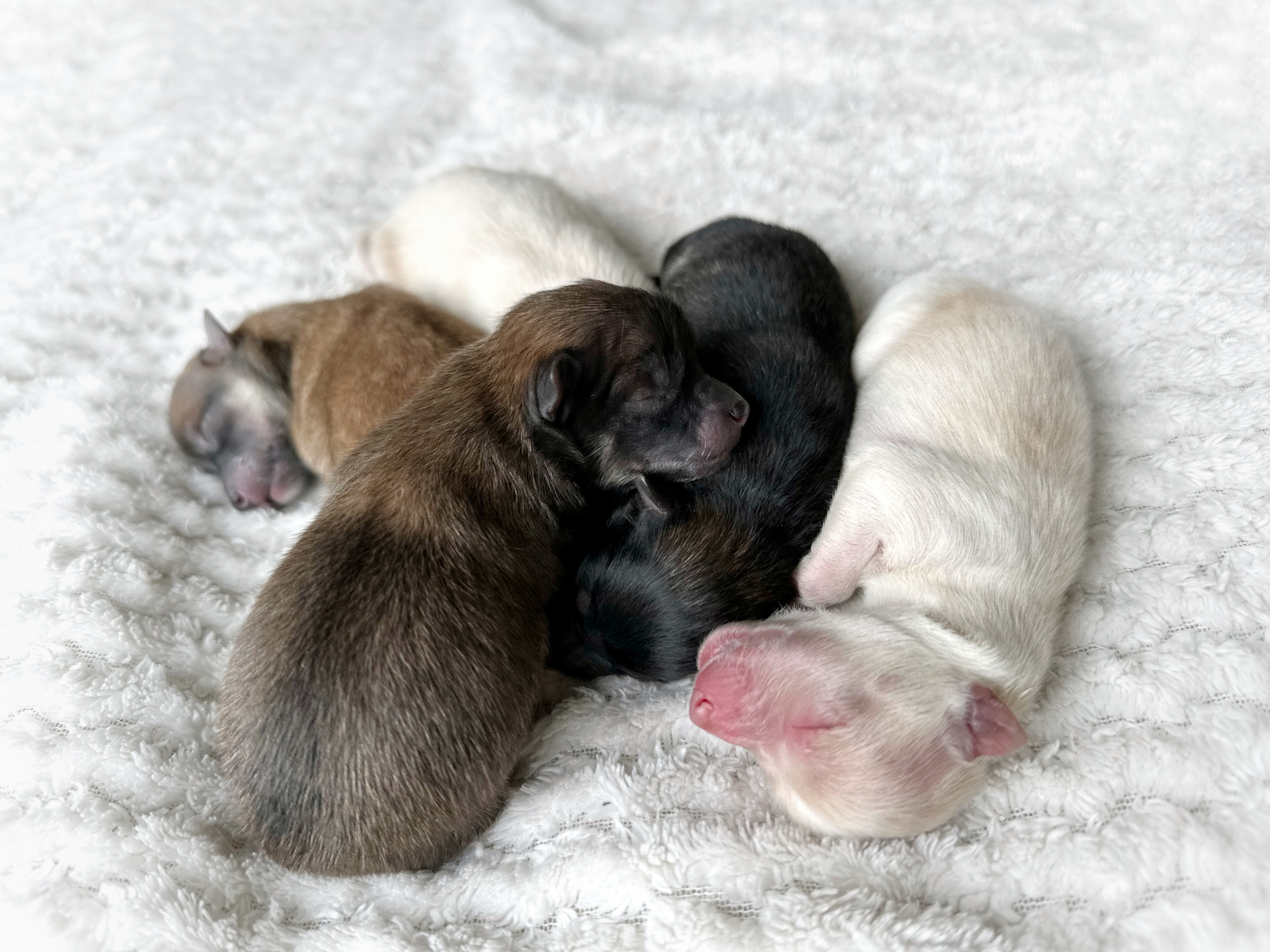 Kleinspitz Kleinspitz