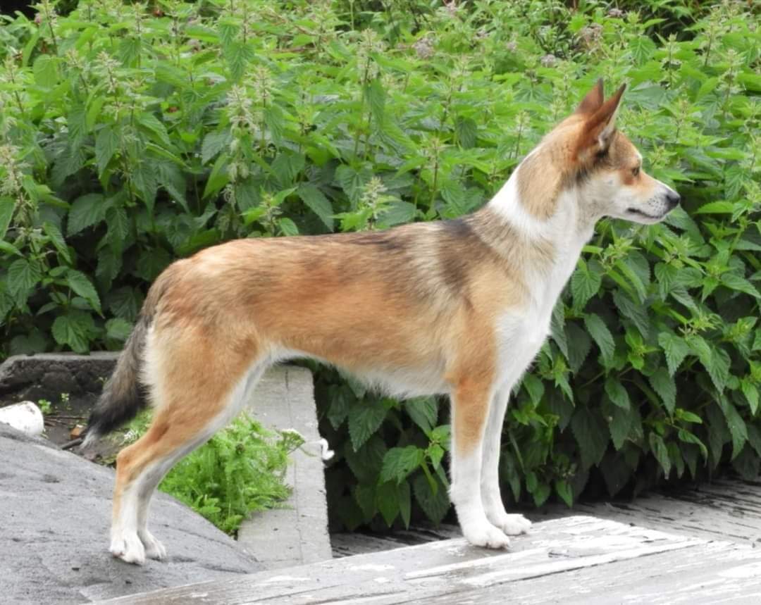 Pride Of Norway's Afterglow Pride Of Norway's Afterglow